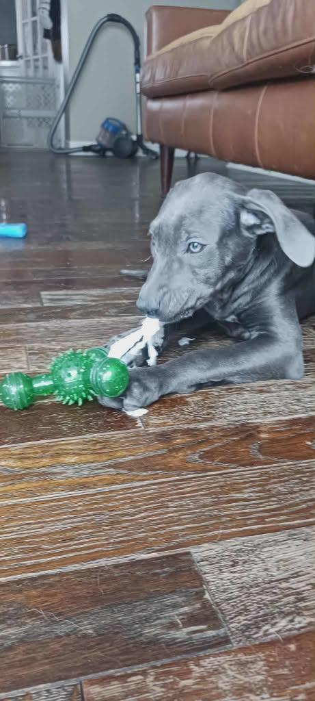 Enlarge Aurora, a ADOPTABLE mixed breed in Appin, ON image 4/5