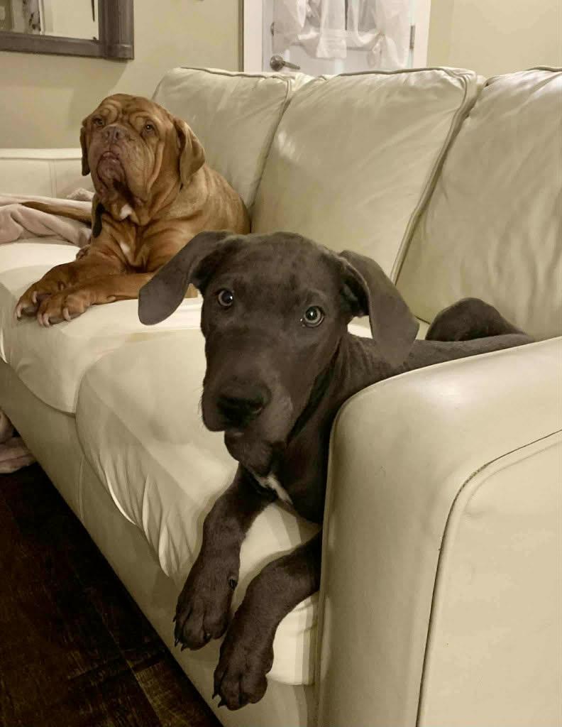 Enlarge Aurora, a ADOPTABLE mixed breed in Appin, ON image 2/5