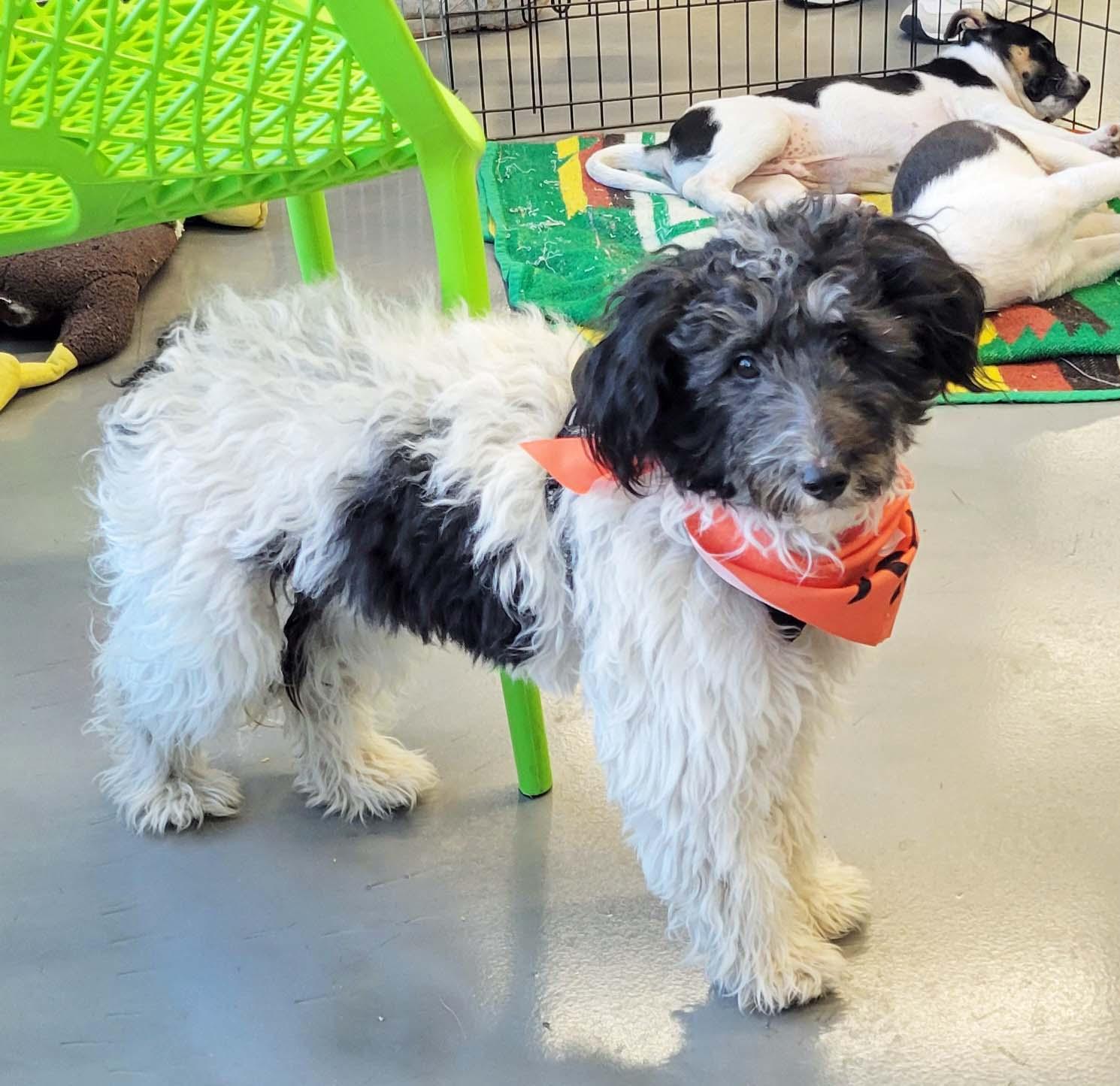 Oreo, a Adoptable mixed breed in White Bear Lake, MN image 1/5