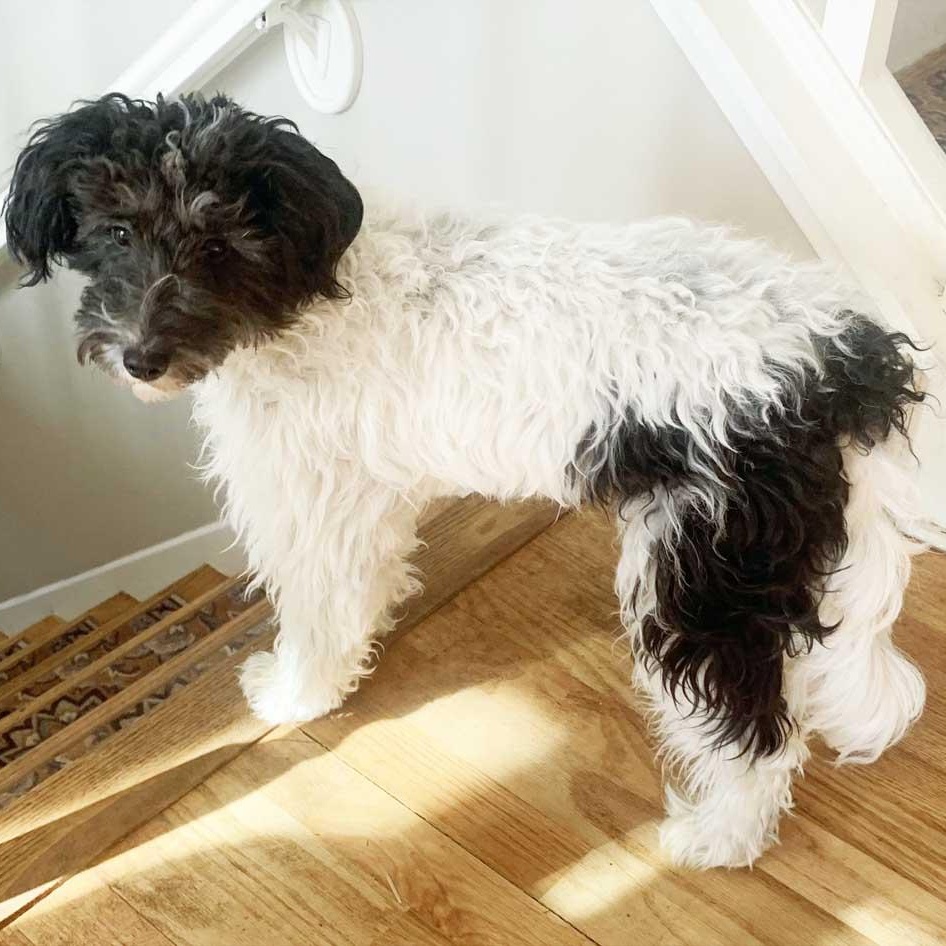 Oreo, a Adoptable mixed breed in White Bear Lake, MN image 2/5