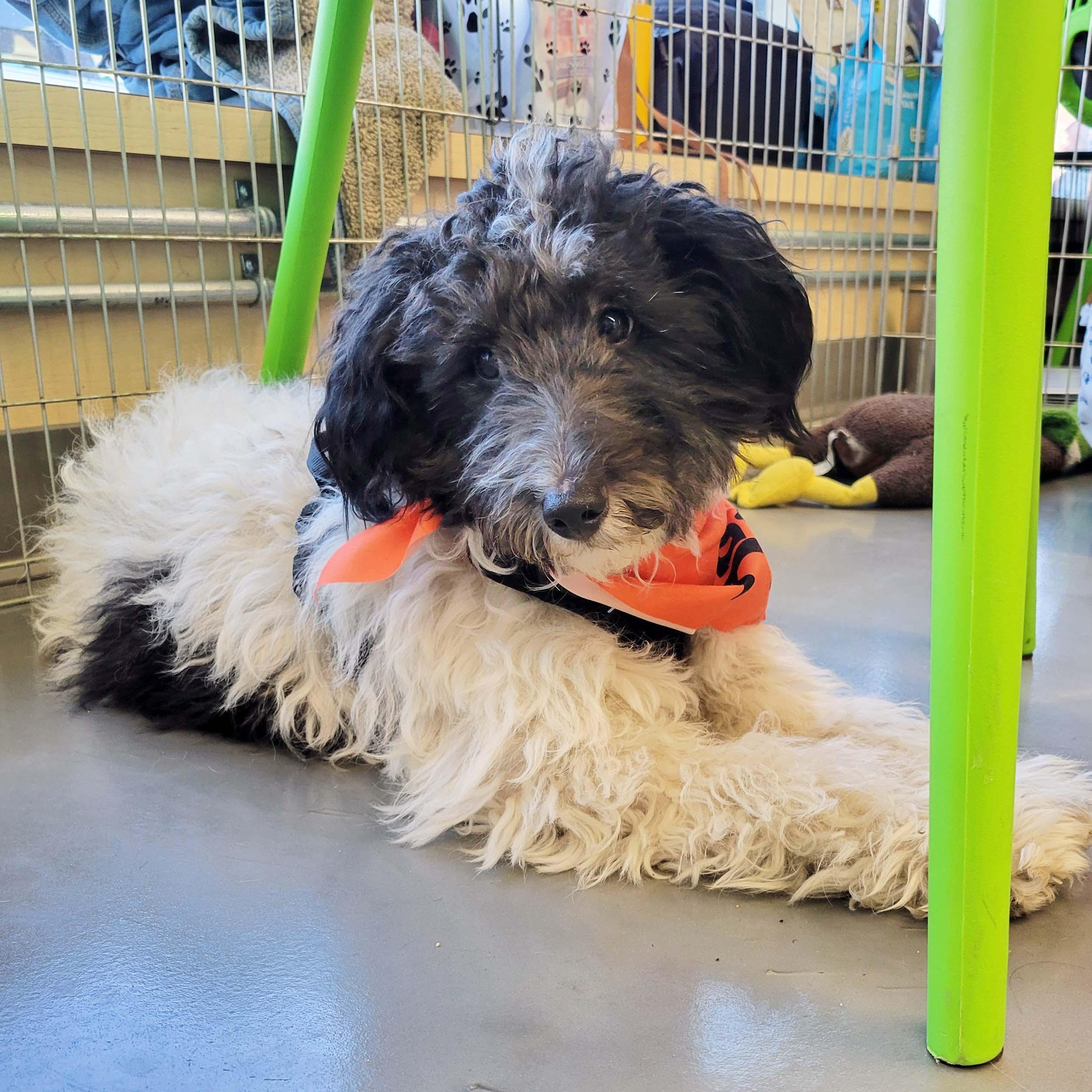 Oreo, a Adoptable mixed breed in White Bear Lake, MN image 3/5