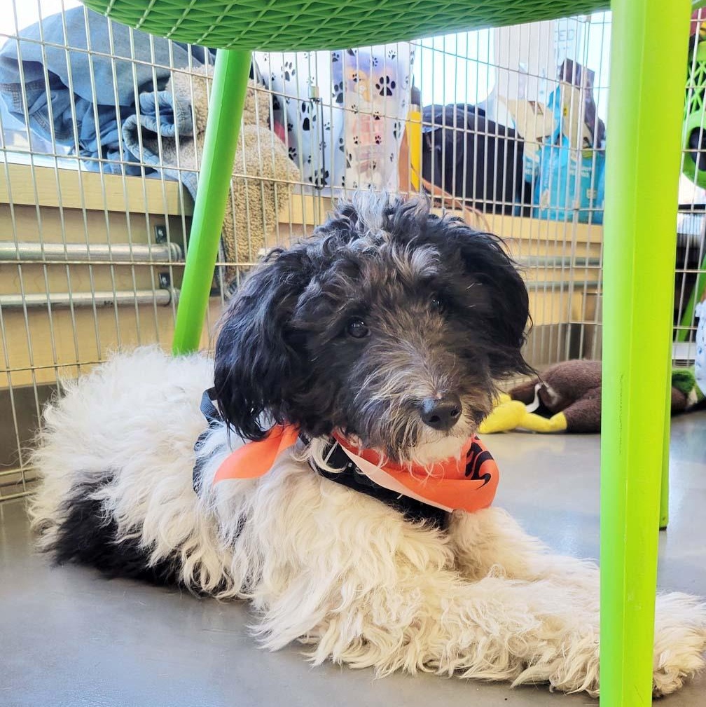 Oreo, a Adoptable mixed breed in White Bear Lake, MN image 4/5