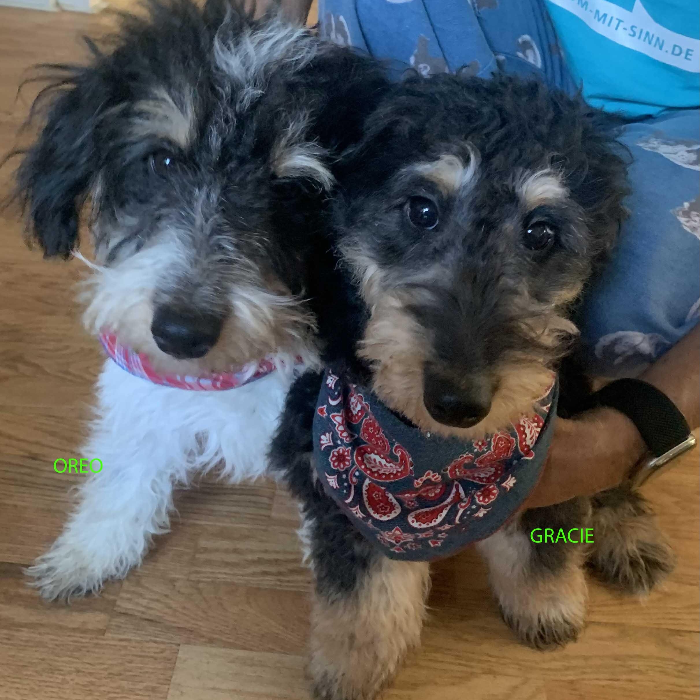 Oreo, a Adoptable mixed breed in White Bear Lake, MN image 5/5