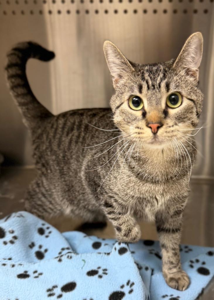 Enlarge Spock, a ADOPTABLE Domestic Short Hair in Columbus, NE image 1/2