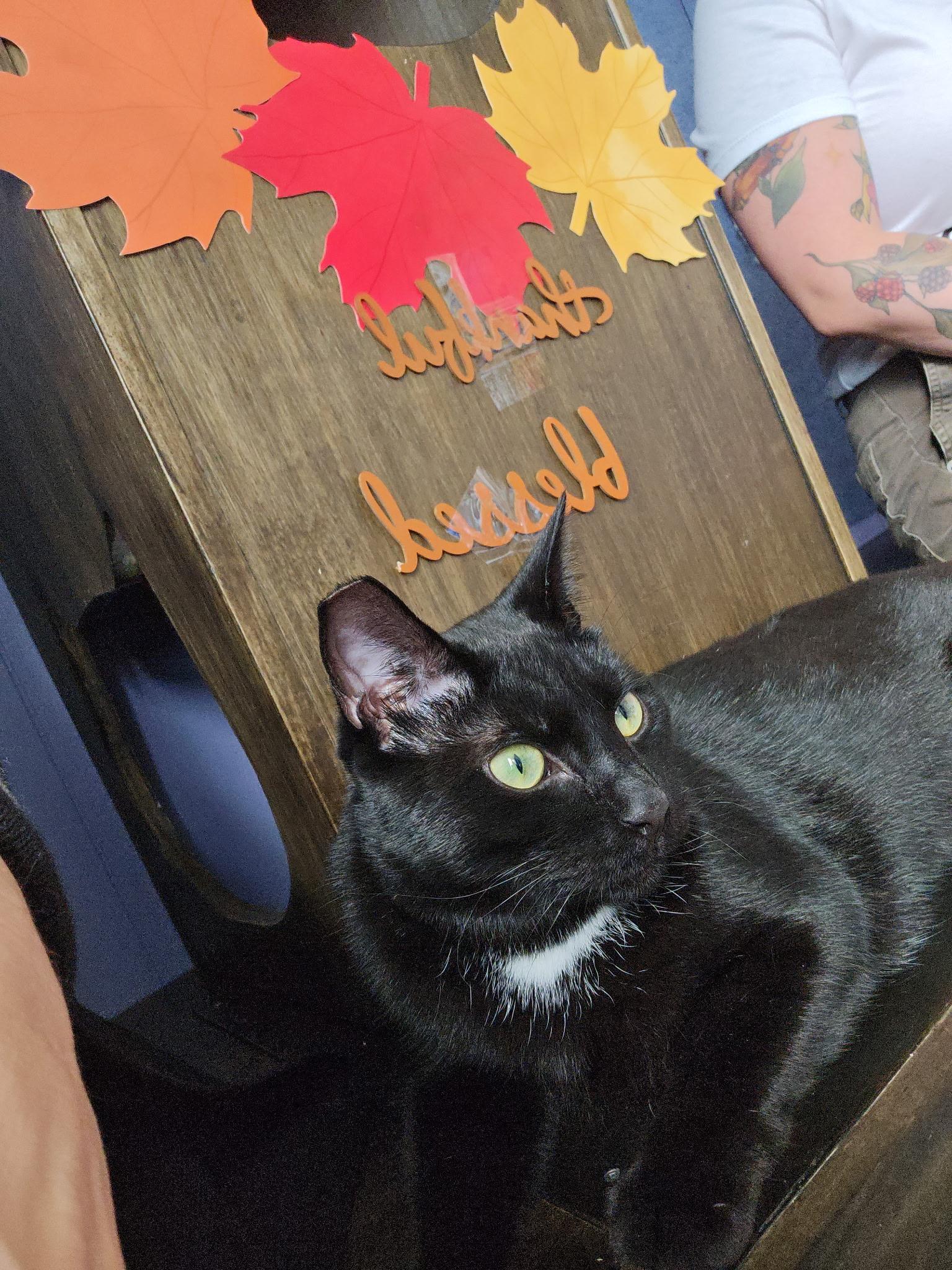 Felix, Adoptable, Adult Male Domestic Short Hair.