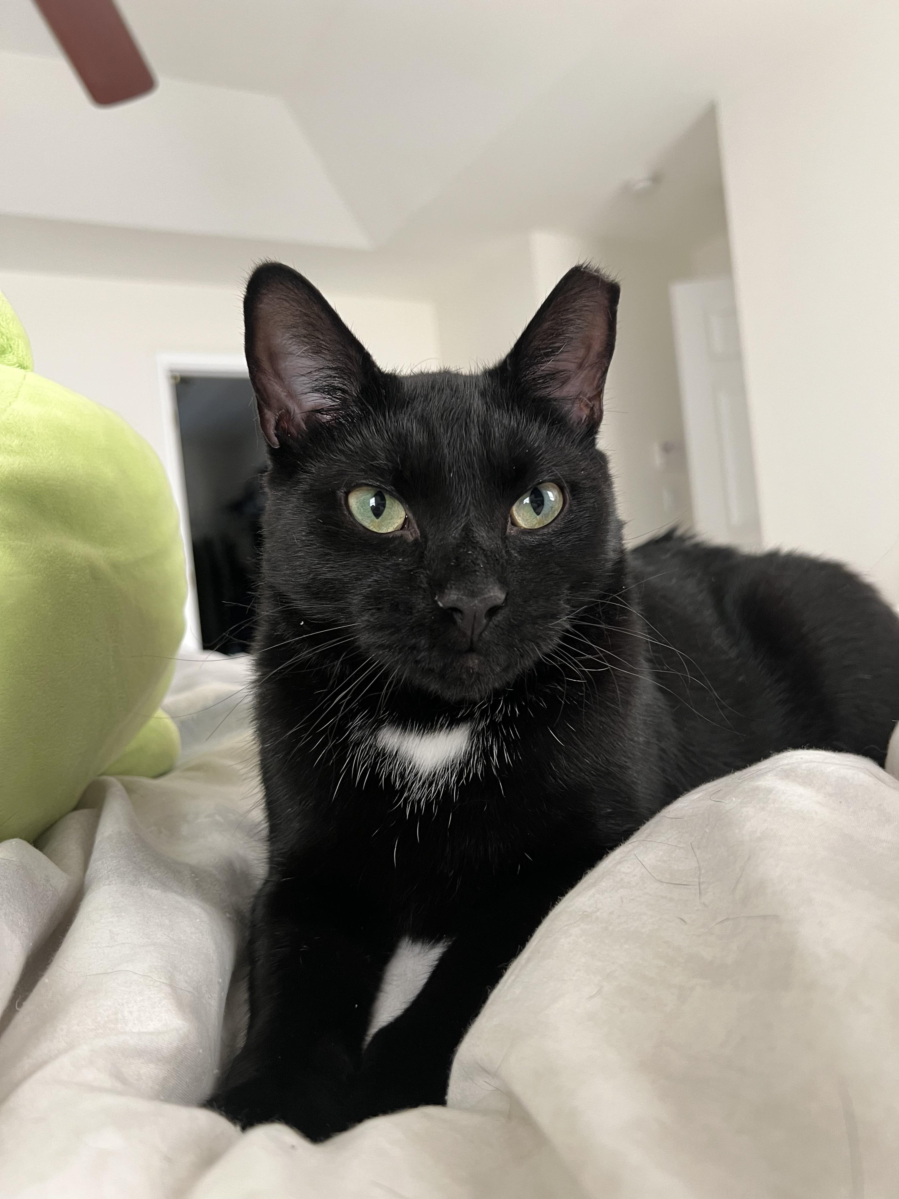 Enlarge Felix, a Adoptable mixed breed in BREINIGSVILLE, PA image 2/6