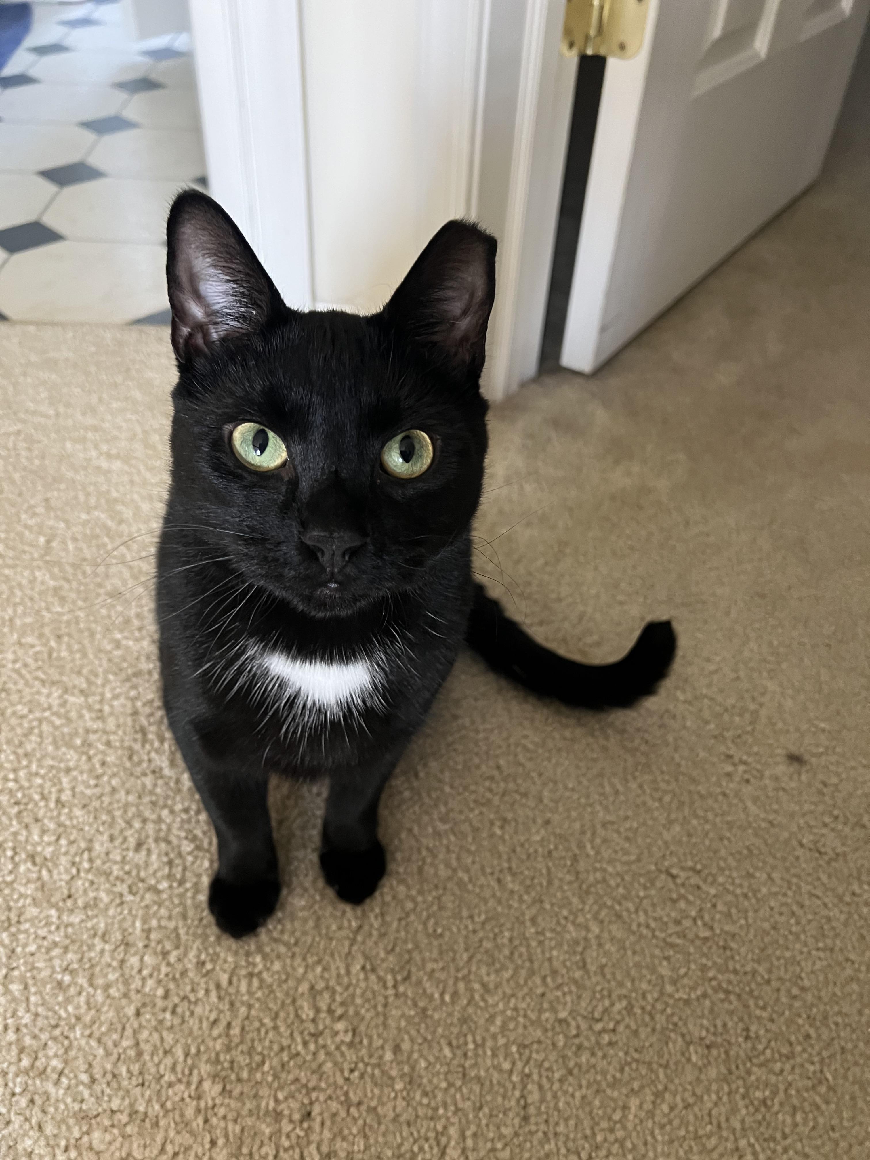 Enlarge Felix, a Adoptable mixed breed in BREINIGSVILLE, PA image 3/6