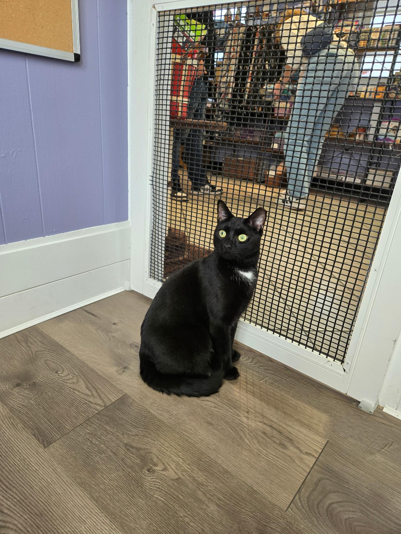 Enlarge Felix, a Adoptable mixed breed in BREINIGSVILLE, PA image 4/6