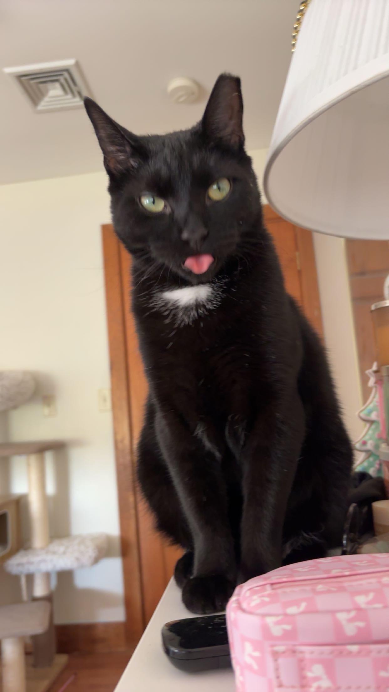 Enlarge Felix, a Adoptable mixed breed in BREINIGSVILLE, PA image 5/6