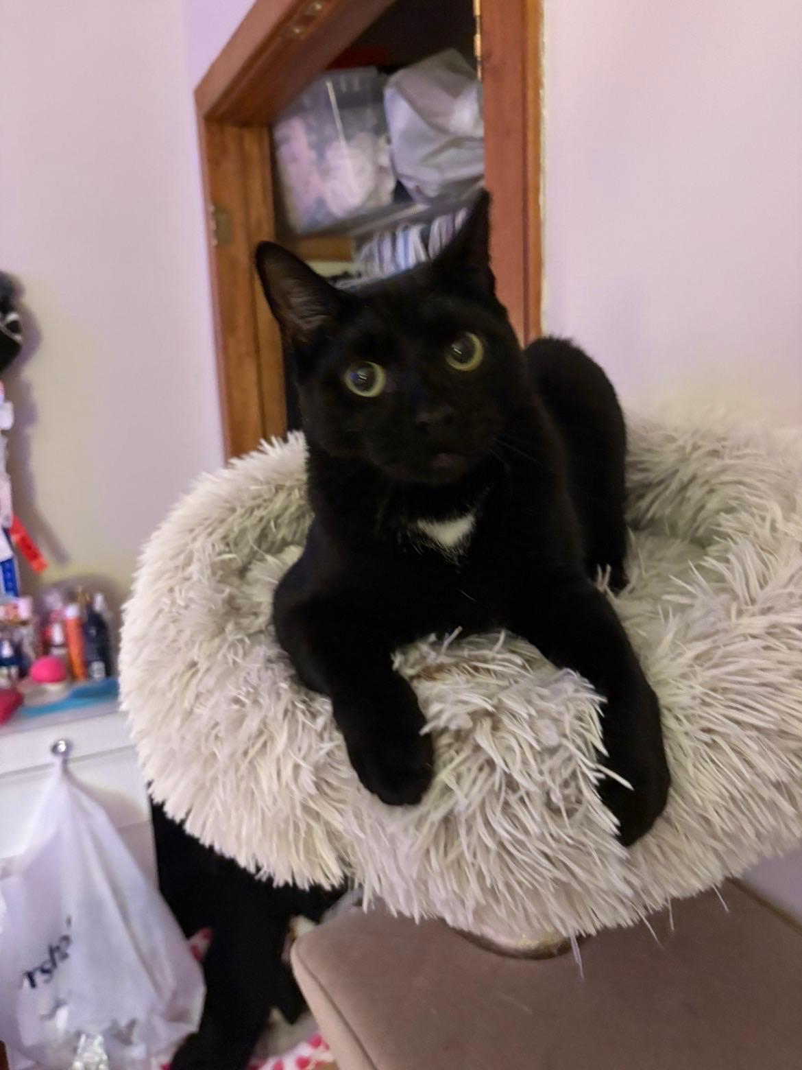 Enlarge Felix, a Adoptable mixed breed in BREINIGSVILLE, PA image 6/6