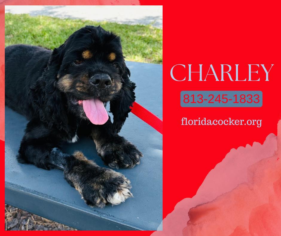 Charley, ADOPTABLE, Adult Male Cocker Spaniel.