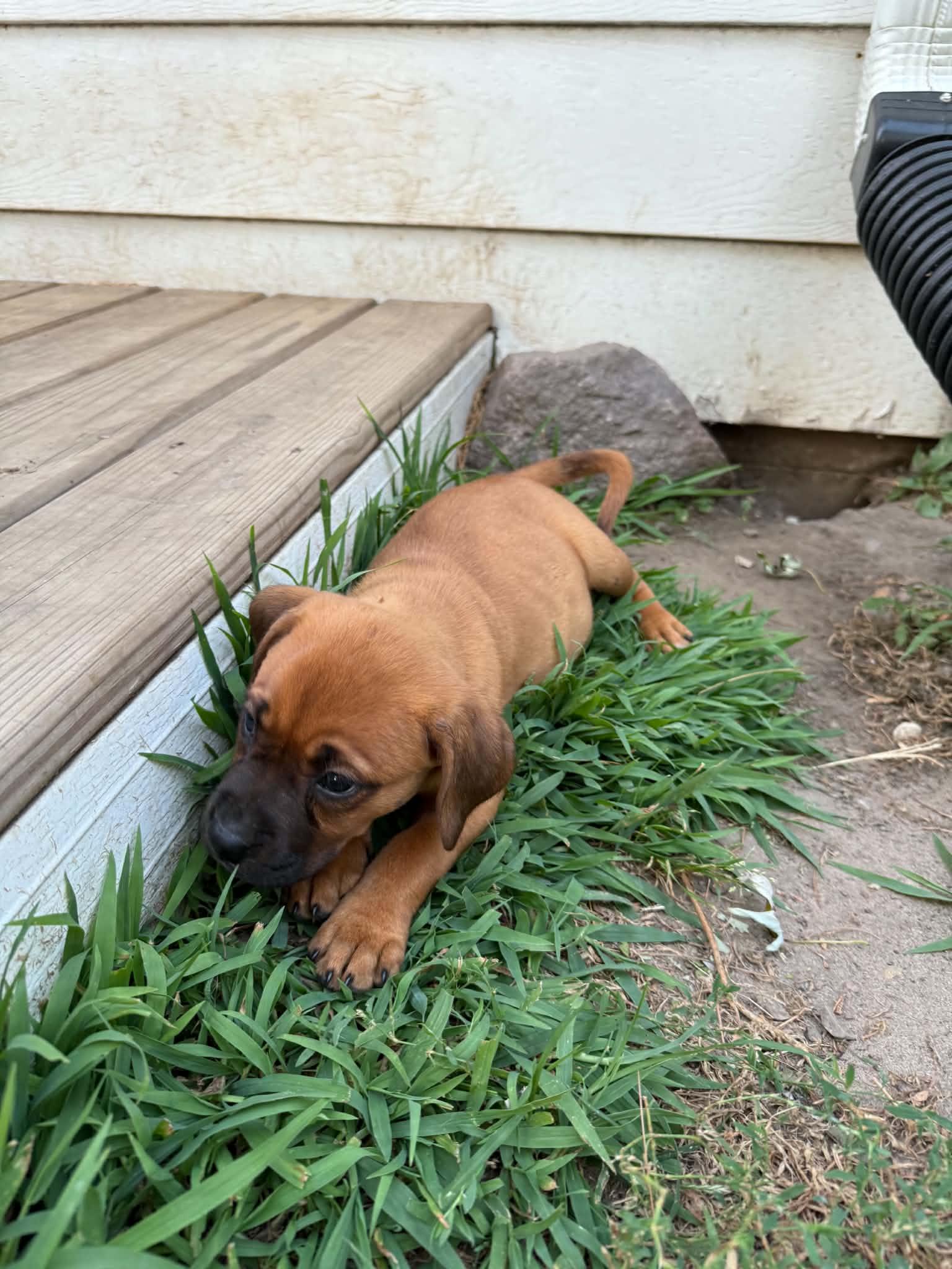 Stella, an adopted mixed breed in North Freedom, WI image 2/2