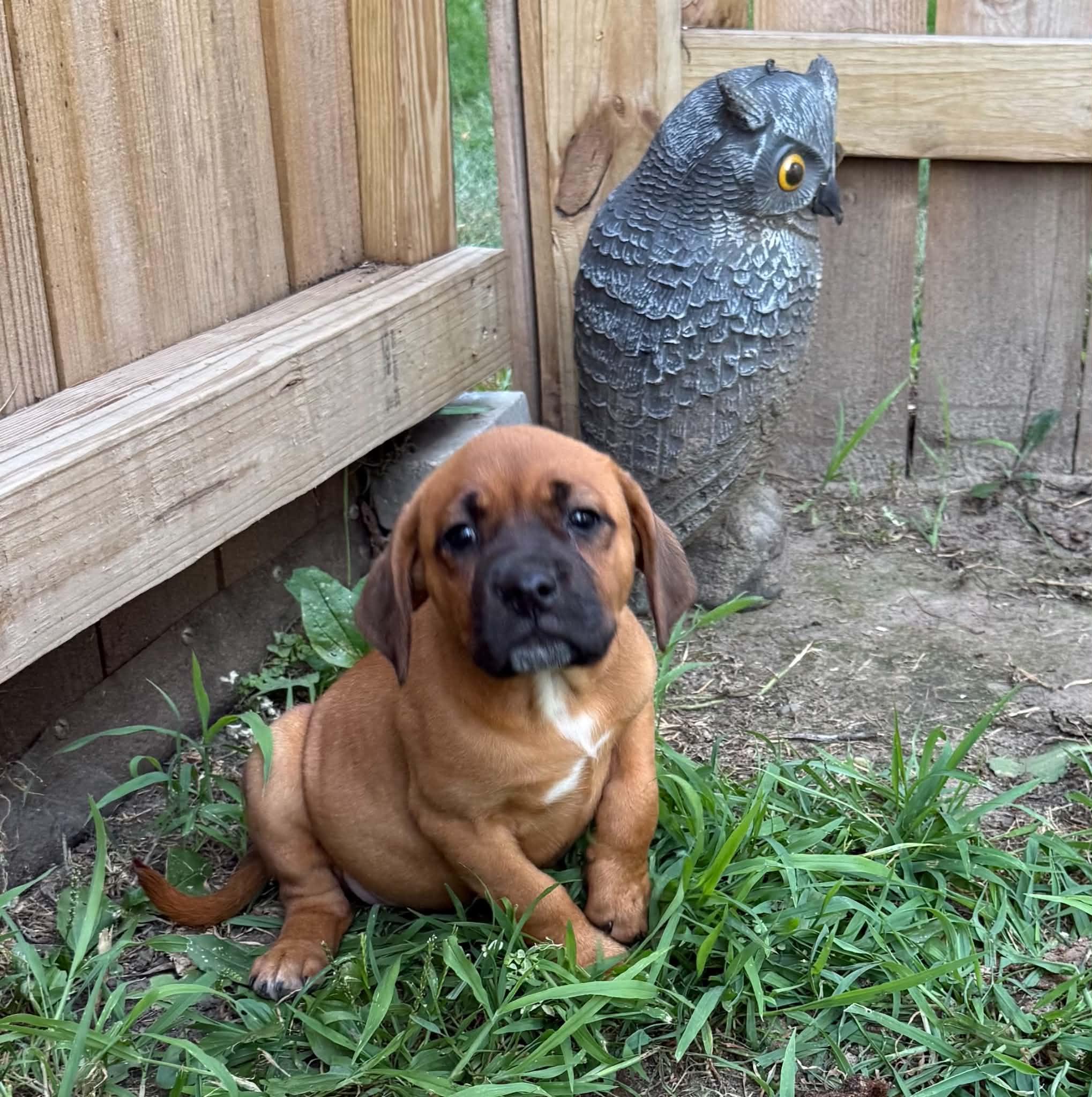 Stella, an adopted mixed breed in North Freedom, WI image 1/2