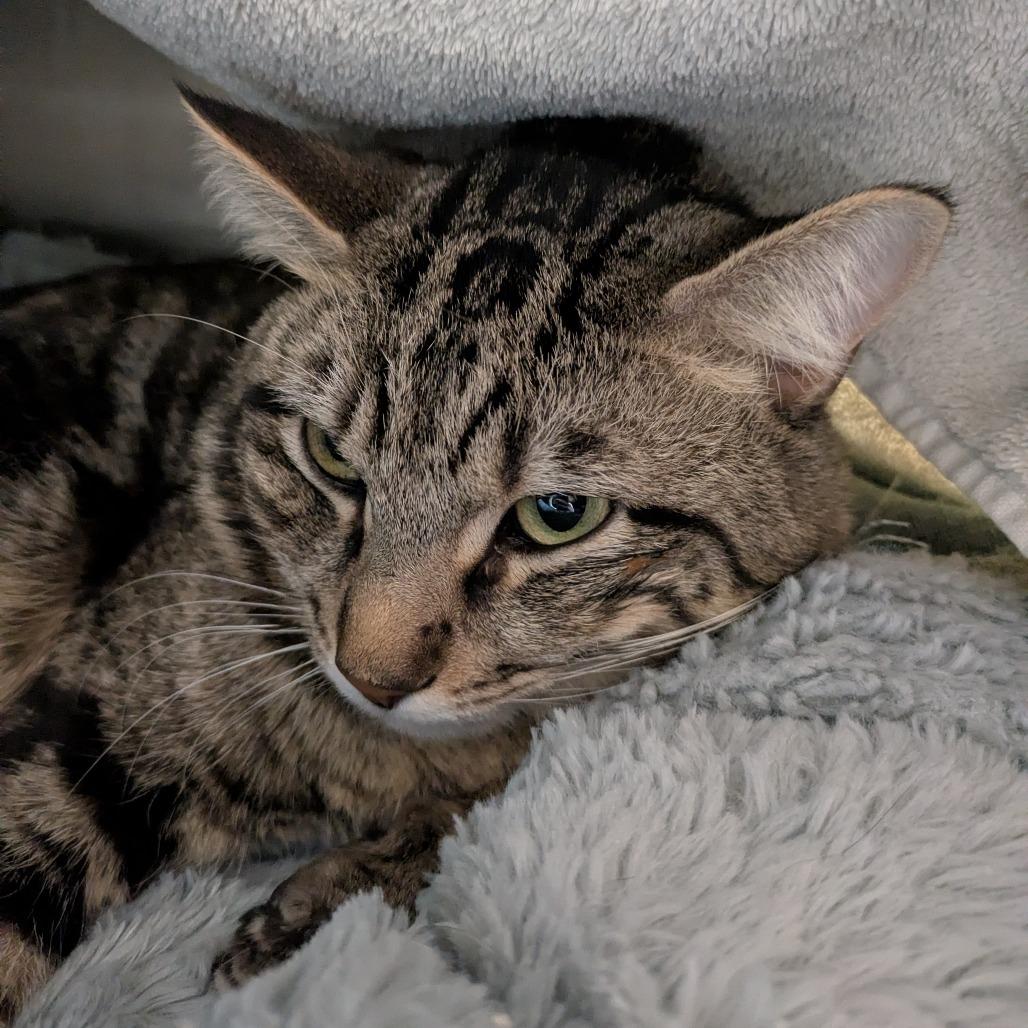 Grizzly, Adoptable, Adult Male Domestic Short Hair.