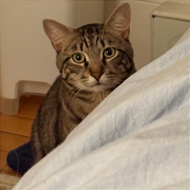 Enlarge Grizzly - Available from Foster, a Adoptable Domestic Short Hair in South Burlington, VT image 2/5