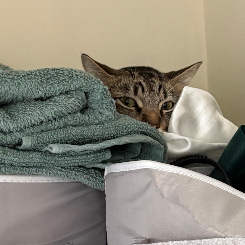 Enlarge Grizzly - Available from Foster, a Adoptable Domestic Short Hair in South Burlington, VT image 4/5