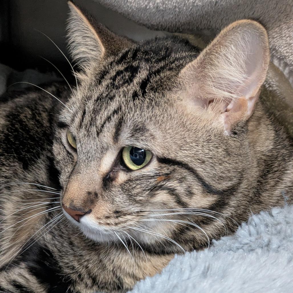 Grizzly, a Adoptable Domestic Short Hair in South Burlington, VT image 2/2