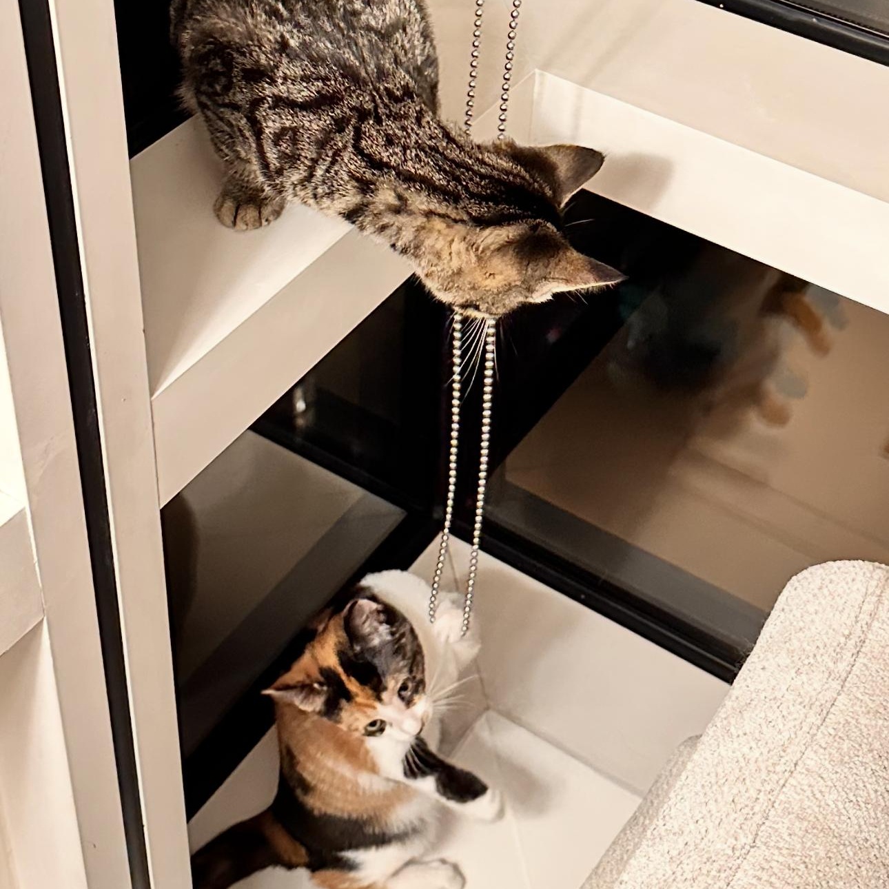 Penny & Desmond, a Adopted mixed breed in New york, NY image 3/5