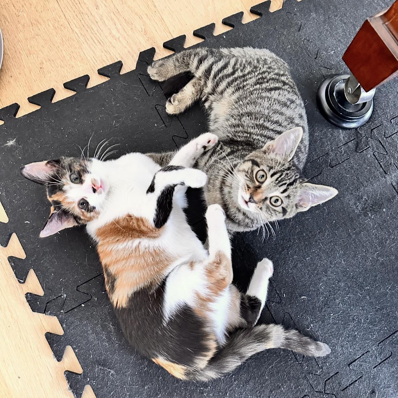 Penny & Desmond, Adopted, Kitten Female Domestic Short Hair & Calico.