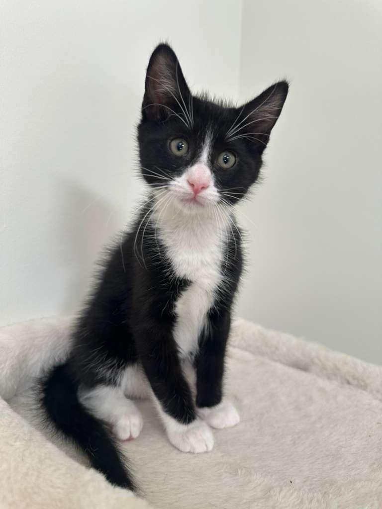 Enlarge Parker (bonded w/ Dustin), a ADOPTABLE Domestic Short Hair in Lawrenceville, GA image 2/4