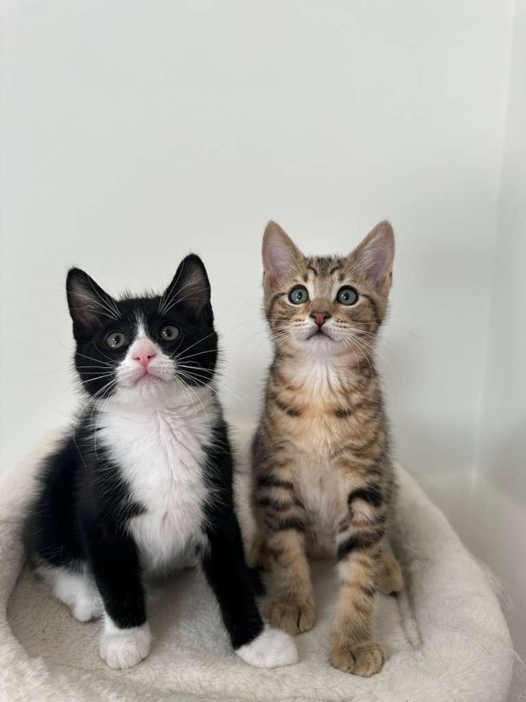 Enlarge Parker (bonded w/ Dustin), a ADOPTABLE Domestic Short Hair in Lawrenceville, GA image 3/4