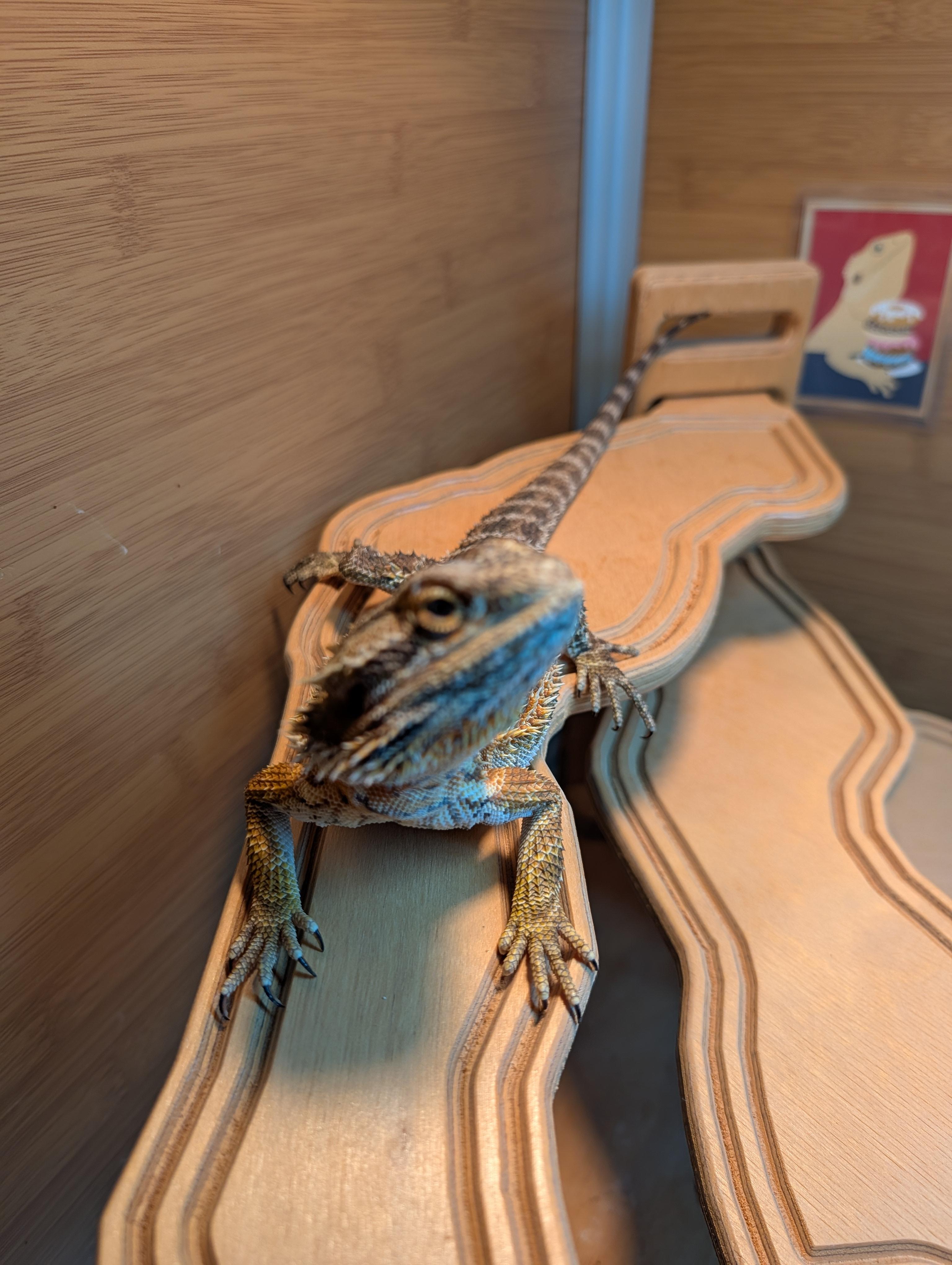 Enlarge Sriracha, a Adoptable Bearded Dragon in Sacramento, CA image 3/5