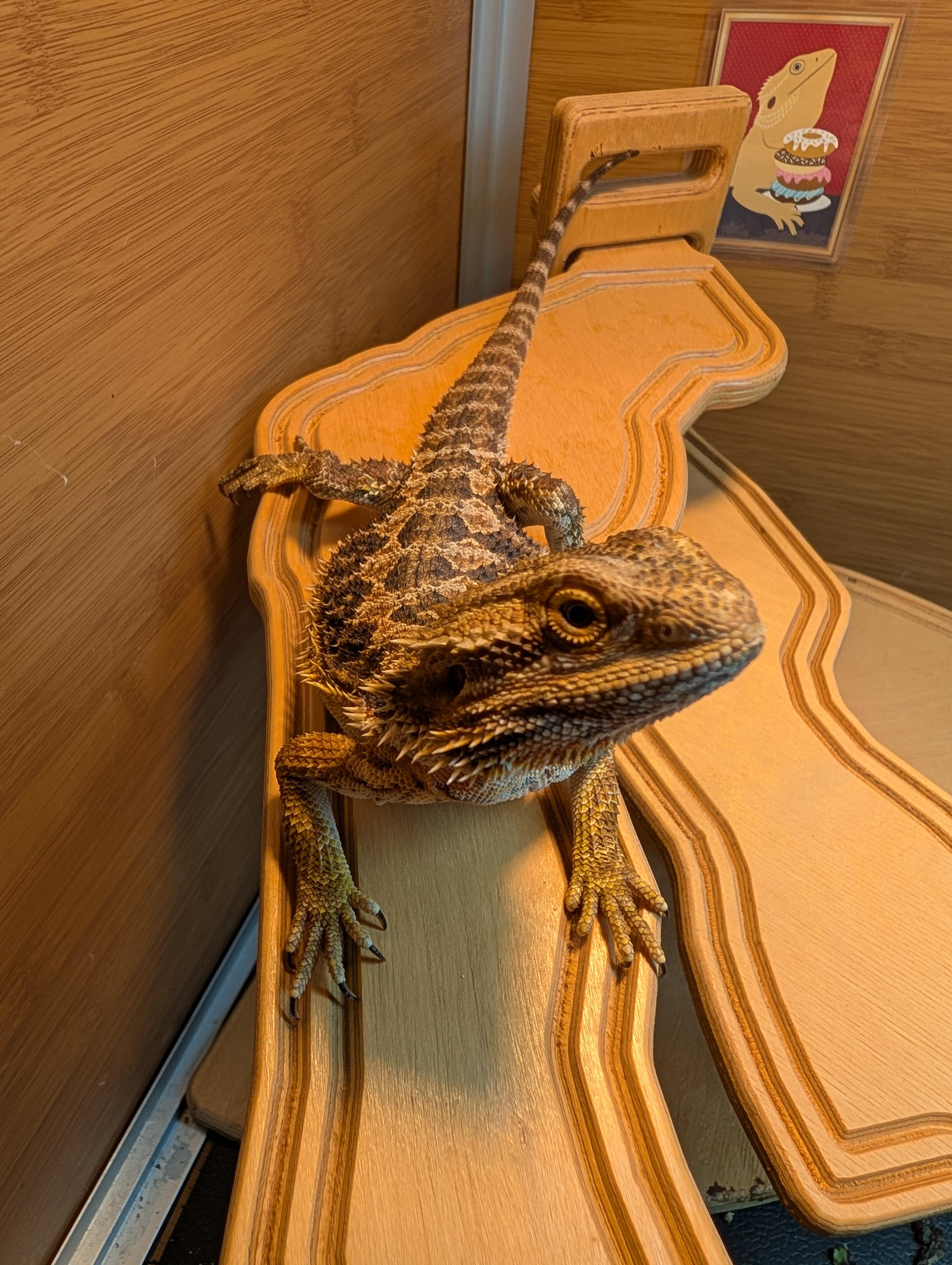 Enlarge Sriracha, a Adoptable Bearded Dragon in Sacramento, CA image 4/5