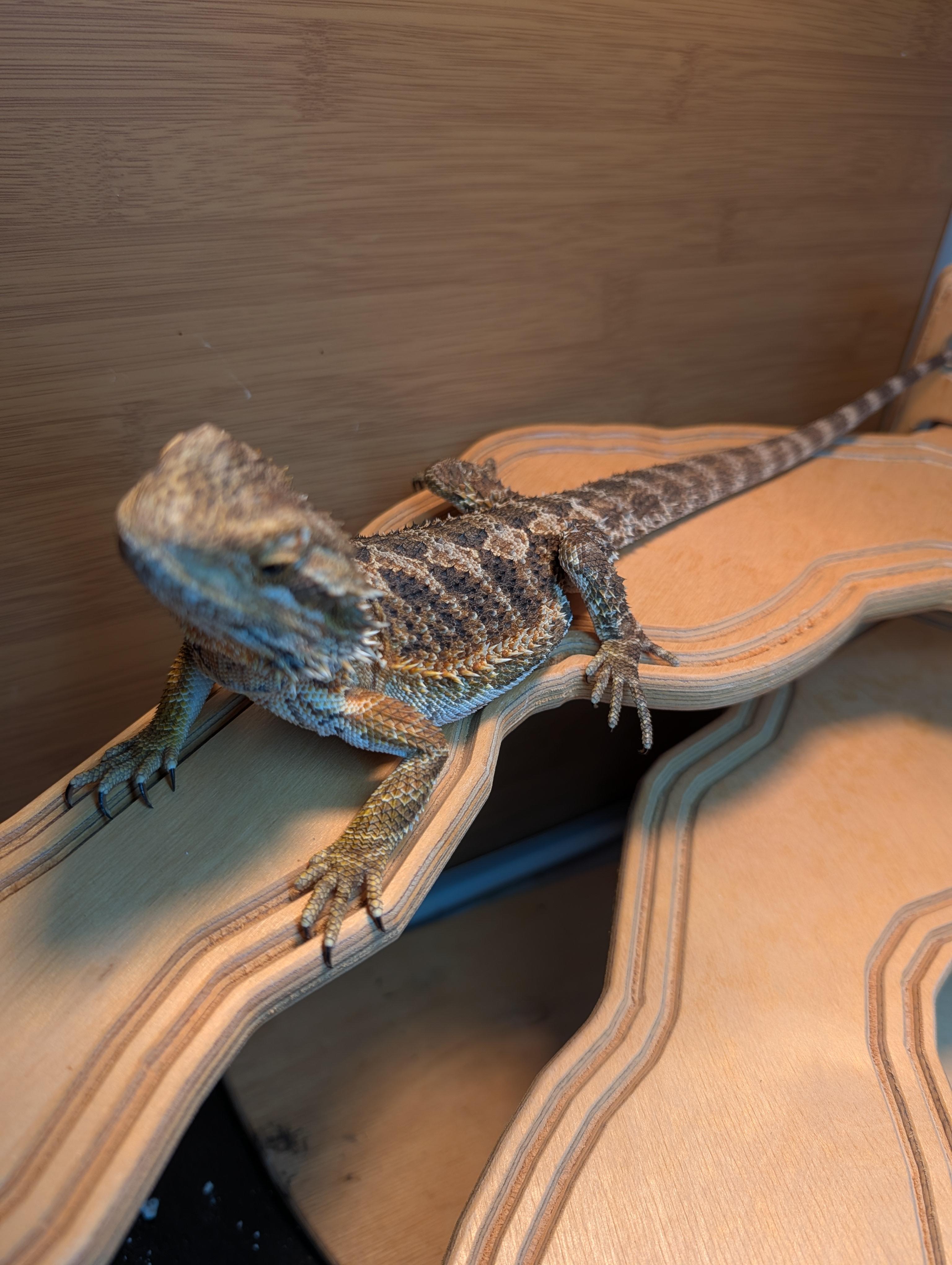 Sriracha, Adoptable, Baby Unknown Bearded Dragon.