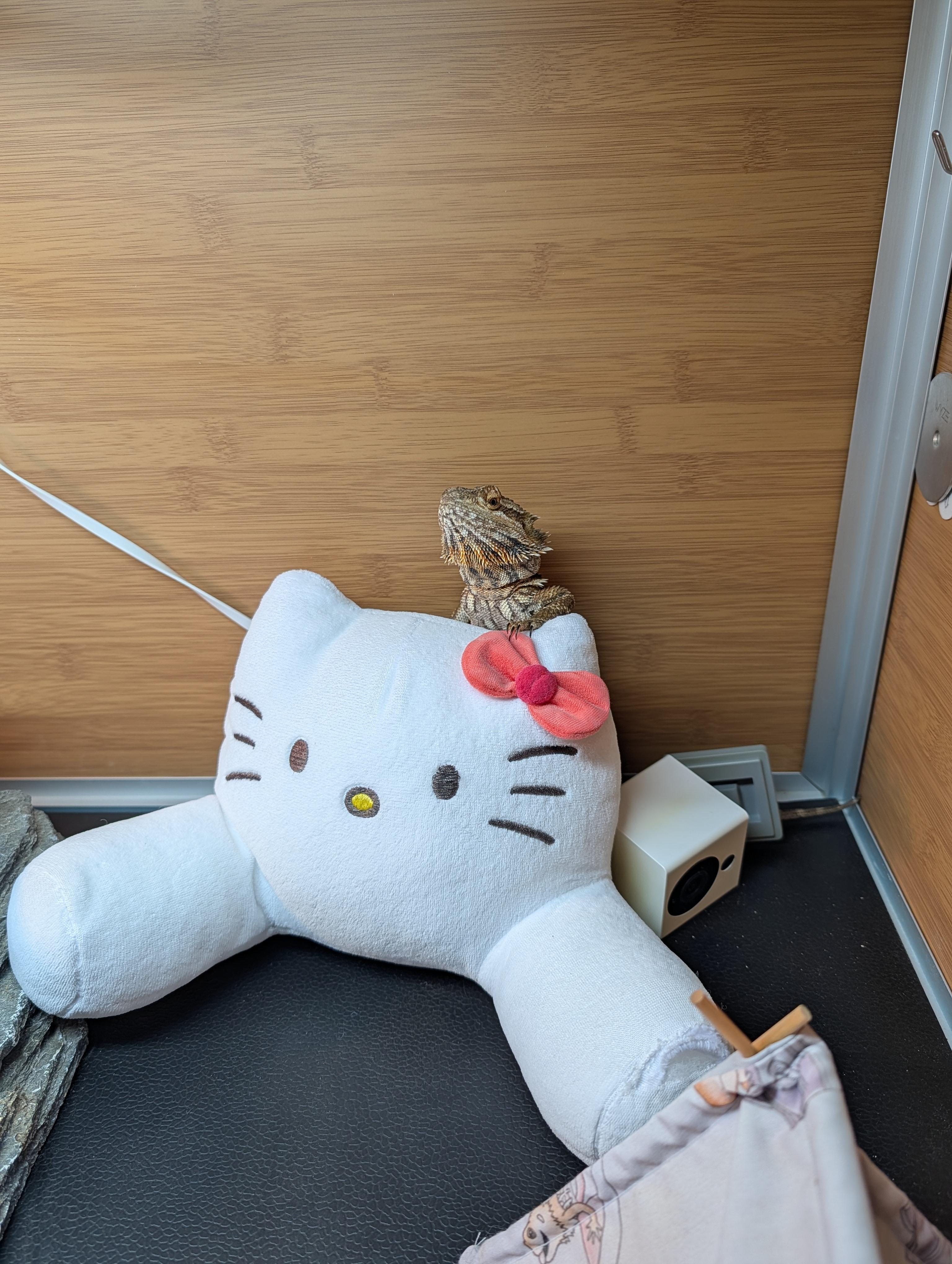 Enlarge Sriracha, a Adoptable Bearded Dragon in Sacramento, CA image 5/5