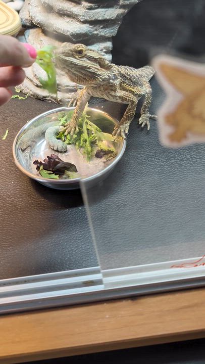 Enlarge Sriracha, a Adoptable Bearded Dragon in Sacramento, CA video 2/5