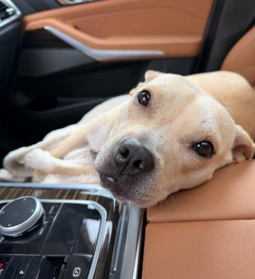 Duchess, Adoptable, Adult Female American Staffordshire Terrier & Terrier.