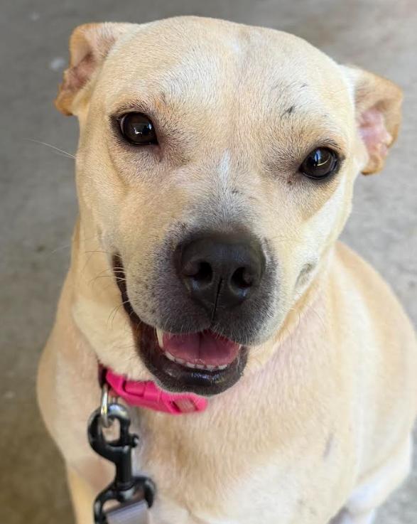 Enlarge Duchess, a Adoptable mixed breed in Zebulon, GA image 2/4