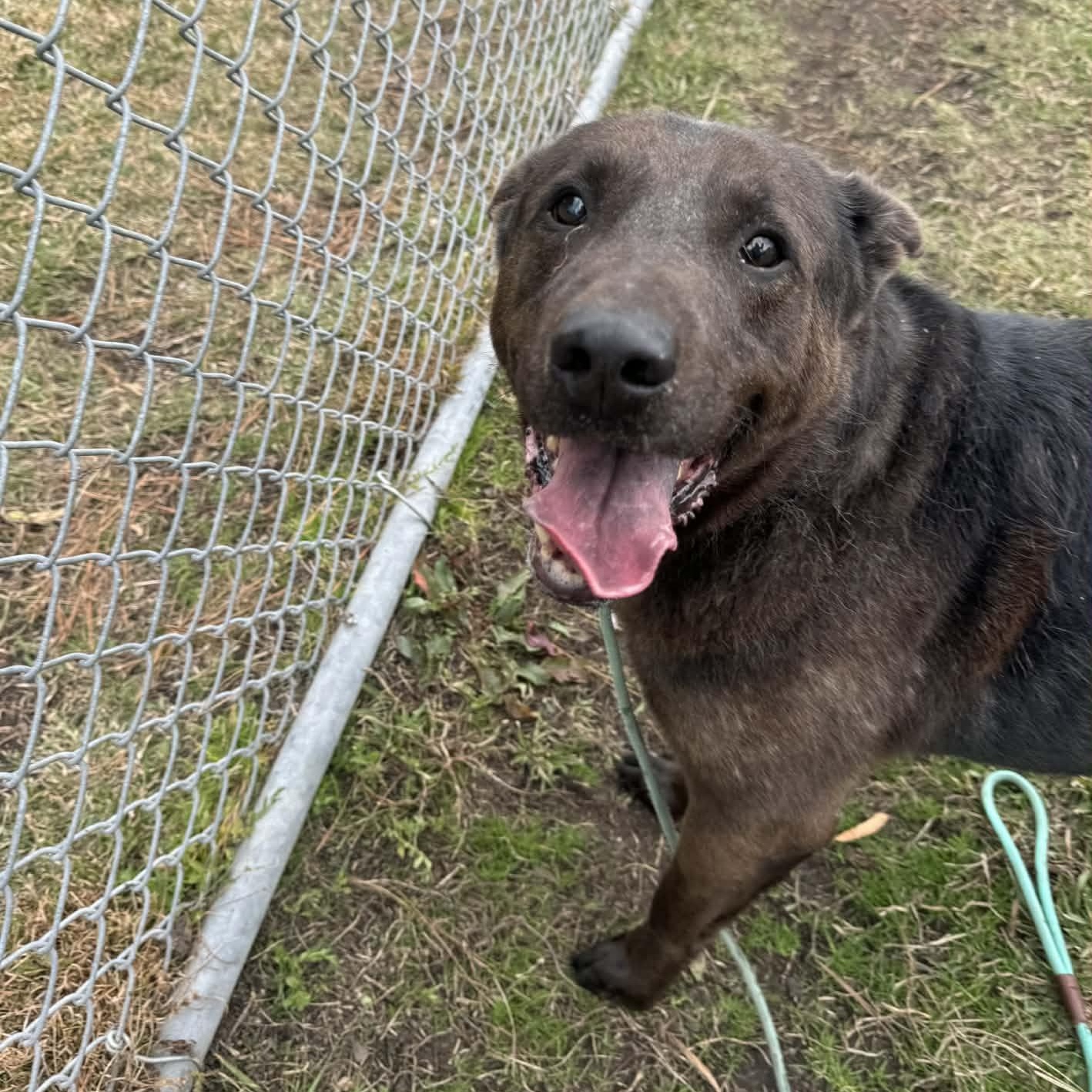 Enlarge Chi Chi - 7 yo senior on foster home , a Adoptable Mixed Breed in Myrtle Beach, SC image 2/3
