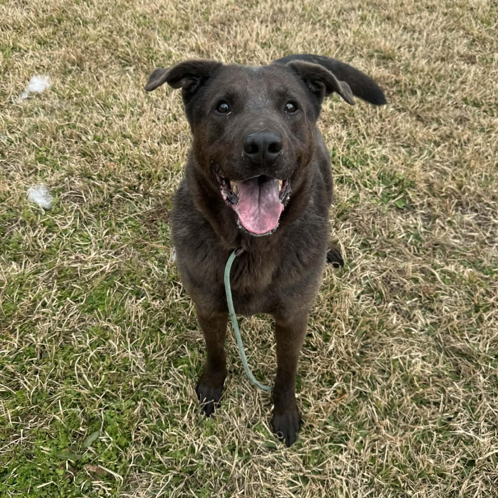 Enlarge Chi Chi - 7 yo senior on foster home , a Adoptable Mixed Breed in Myrtle Beach, SC image 1/3