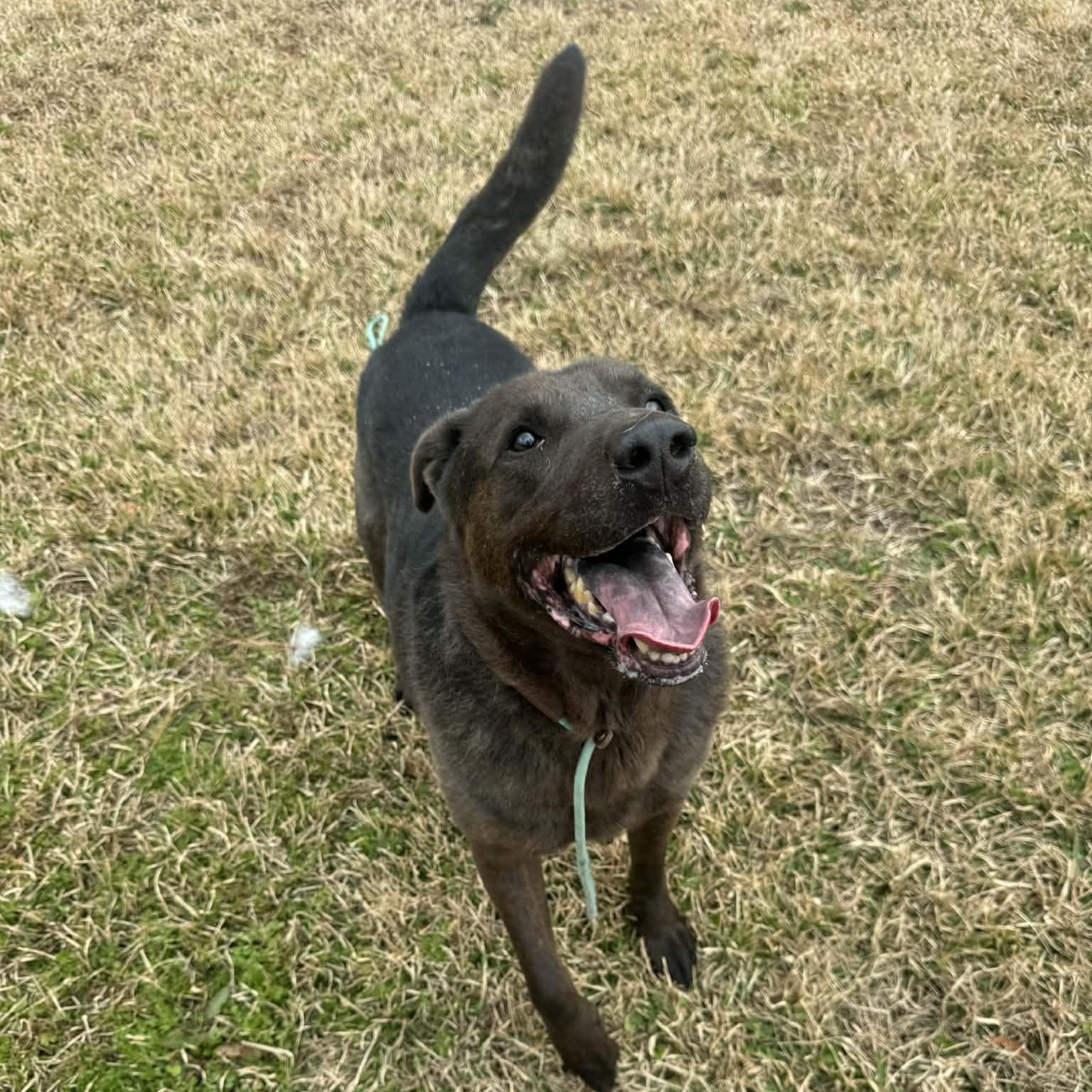 Enlarge Chi Chi - 7 yo senior on foster home , a Adoptable Mixed Breed in Myrtle Beach, SC image 3/3