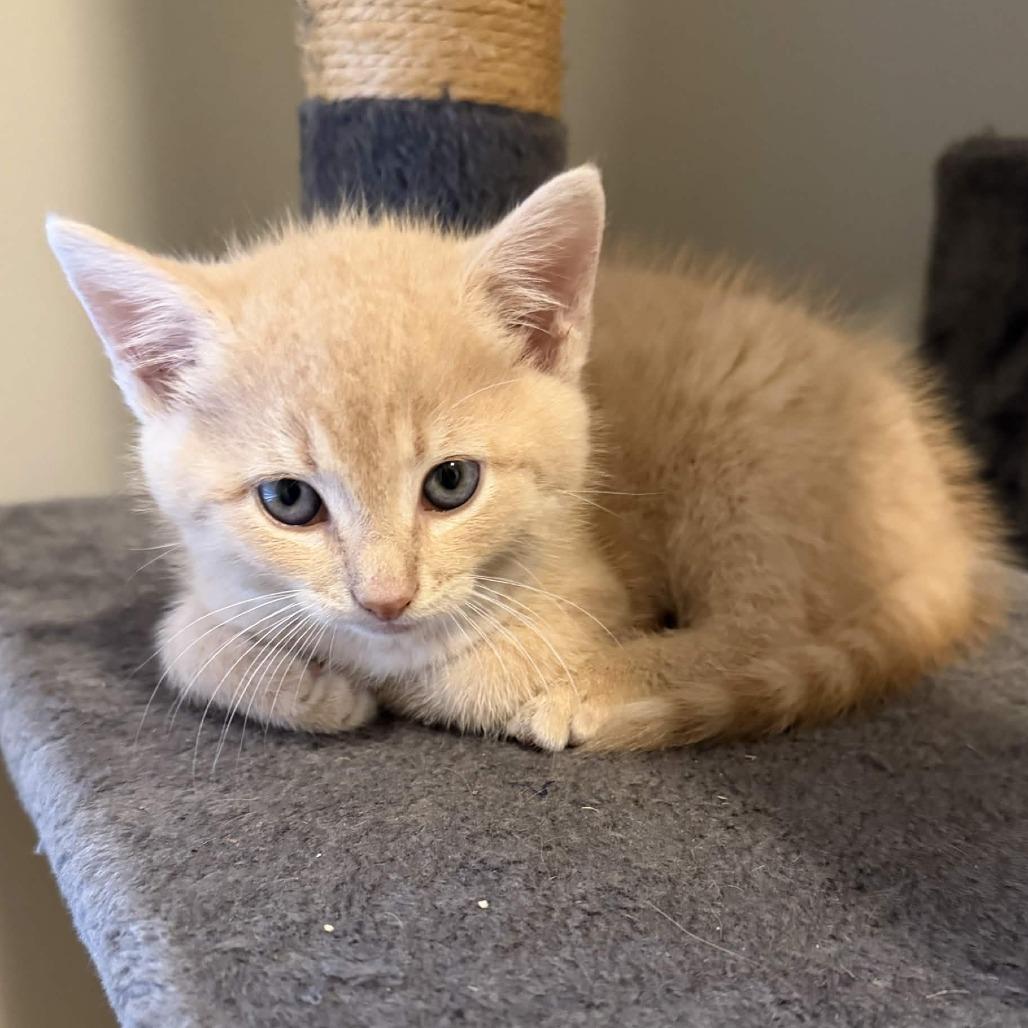 Enlarge Carl Dean, a Adoptable Domestic Long Hair in Delaware, OH image 2/3