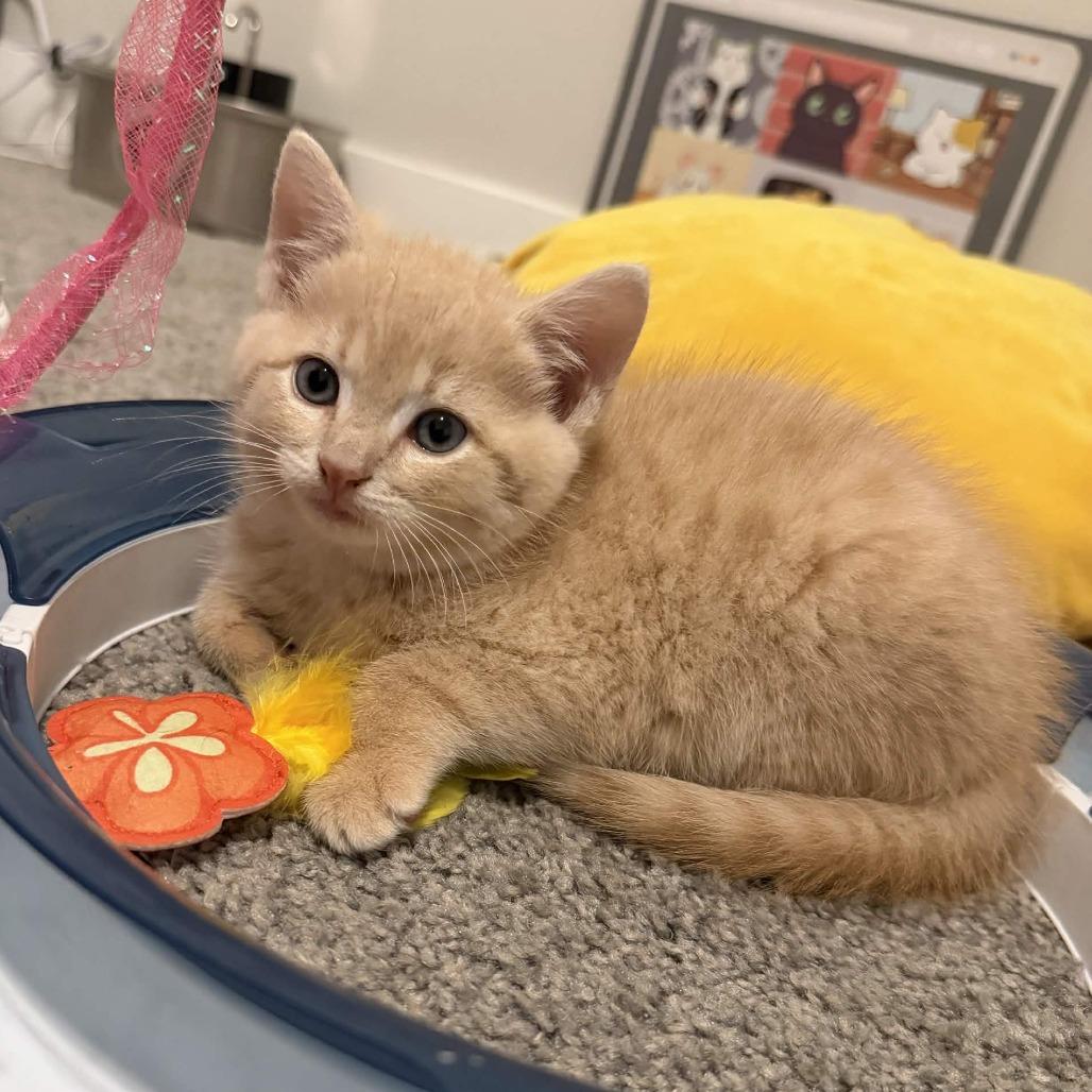 Enlarge Carl Dean, a Adoptable Domestic Long Hair in Delaware, OH image 3/3