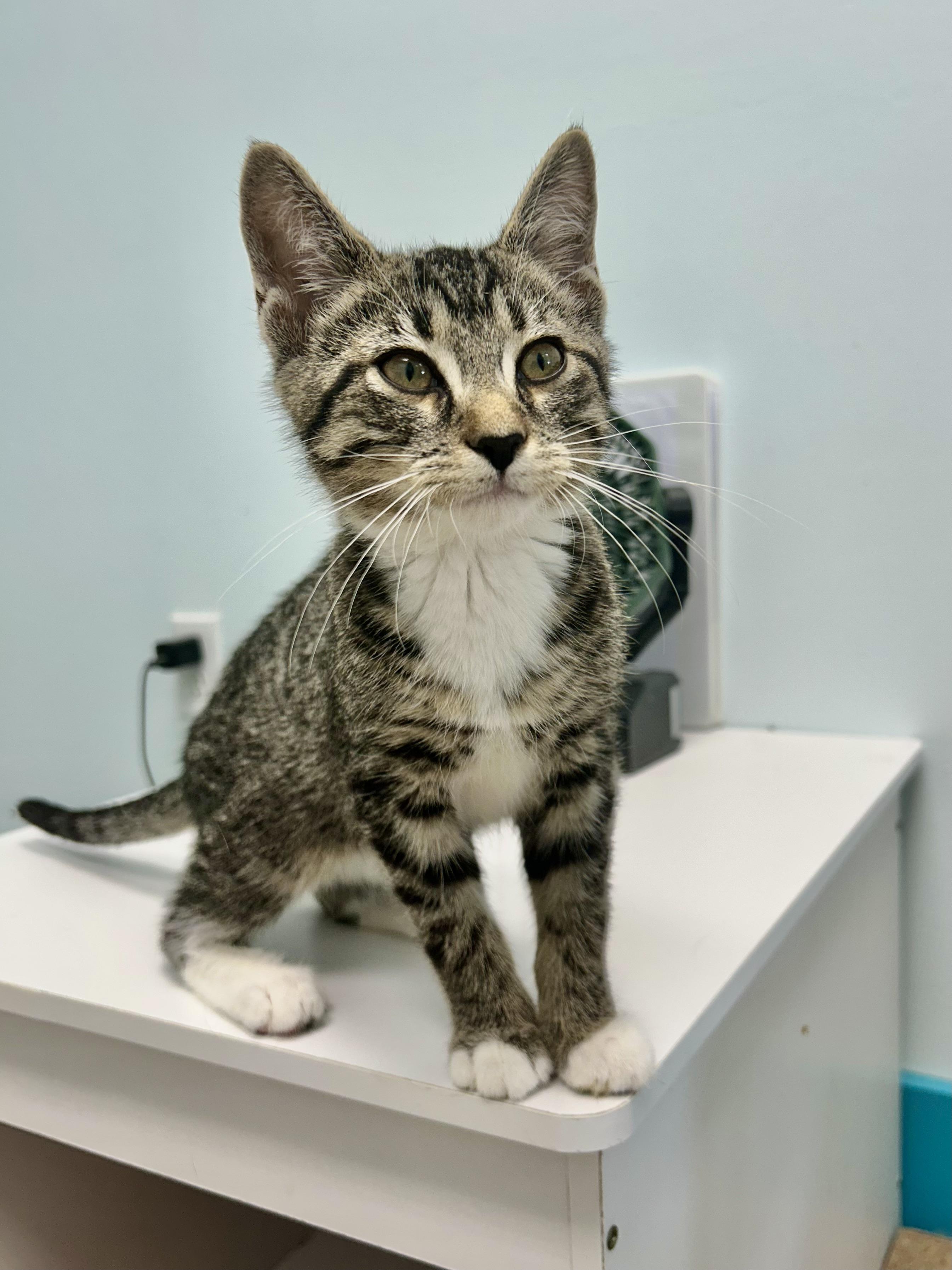 Fred - ADOPTION PENDING, an adopted Tabby in Grand Rapids, MI image 2/6