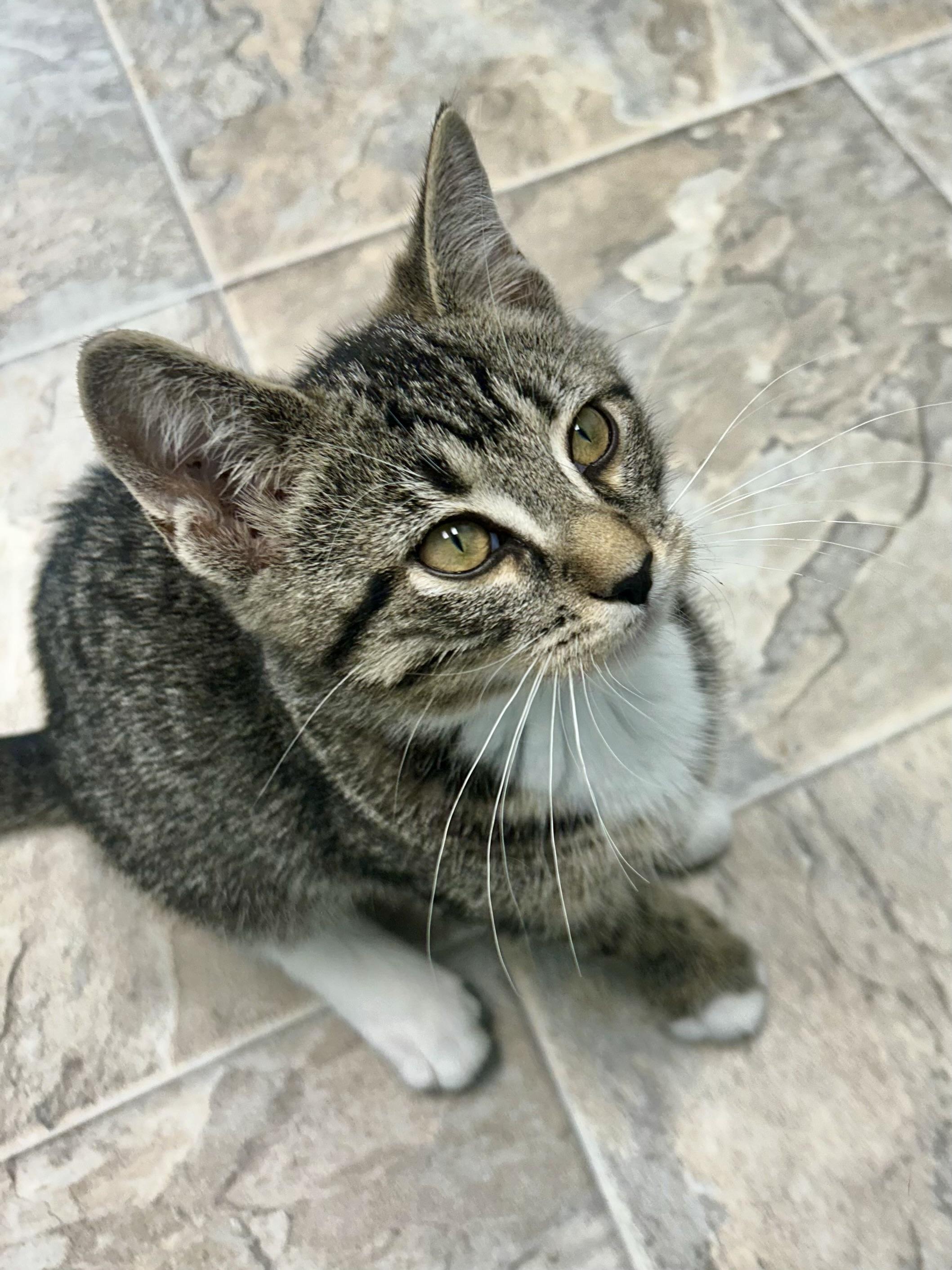Fred - ADOPTION PENDING, an adopted Tabby in Grand Rapids, MI image 5/6