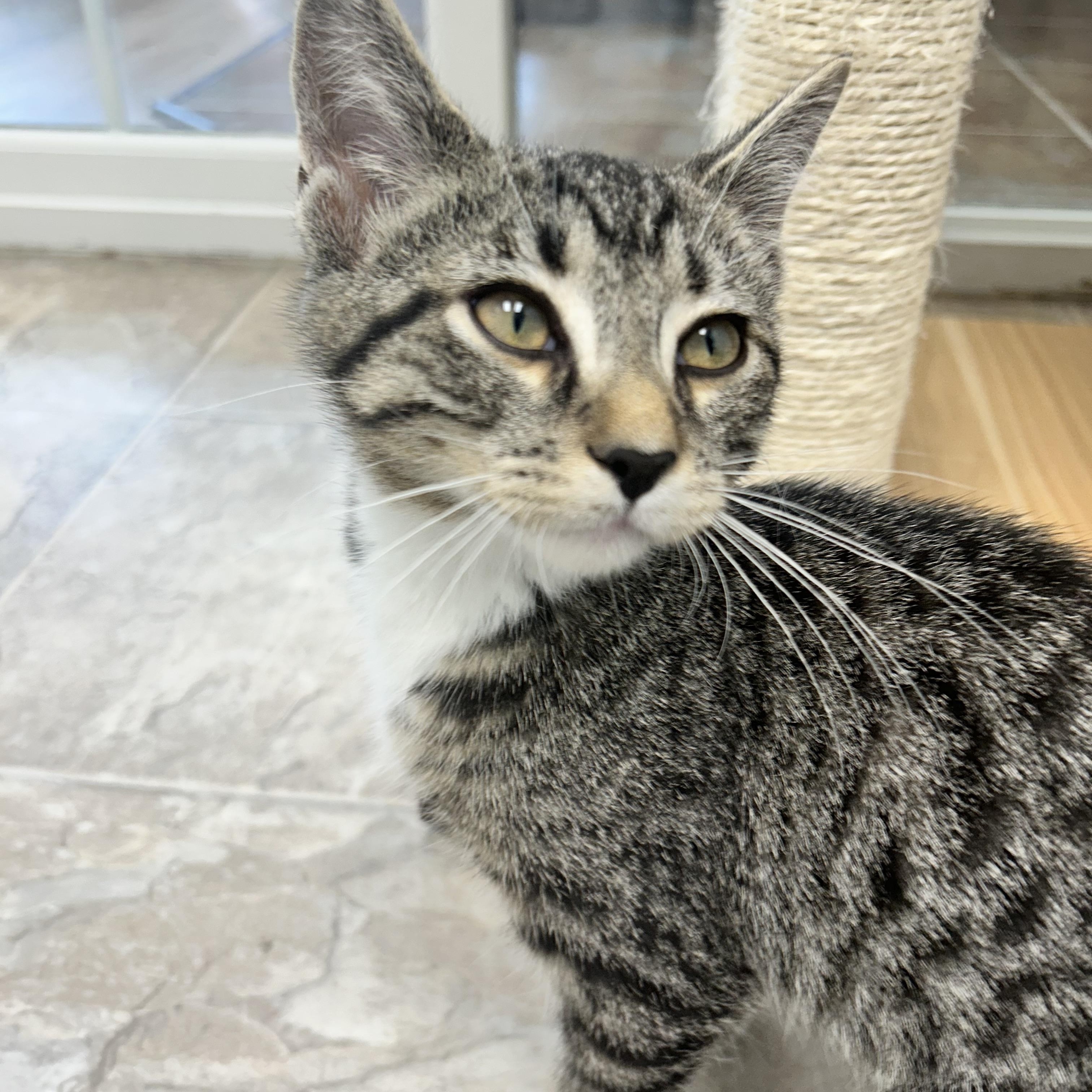 Fred - ADOPTION PENDING, an adopted Tabby in Grand Rapids, MI image 3/6
