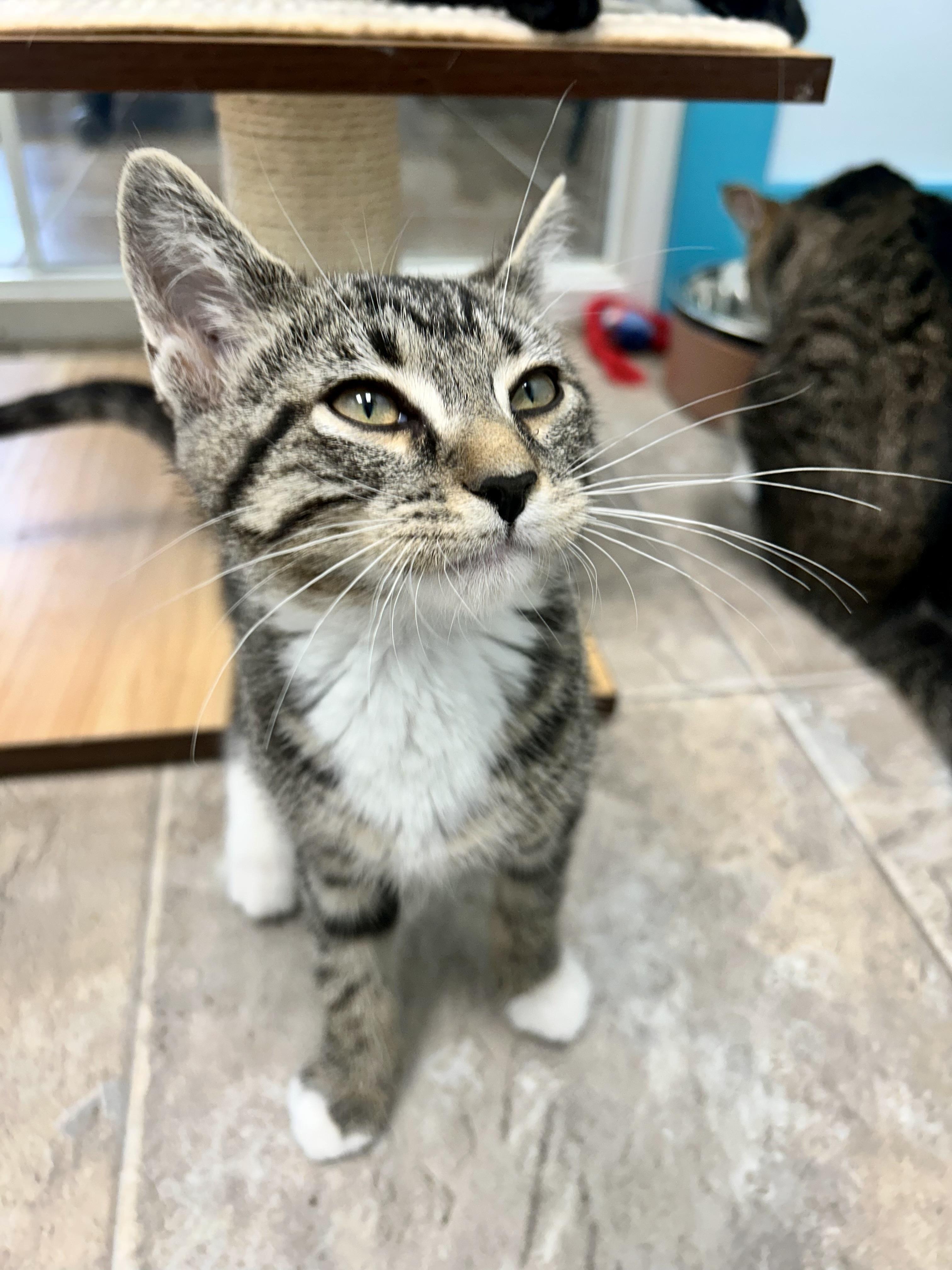 Fred - ADOPTION PENDING, an adopted Tabby in Grand Rapids, MI image 4/6