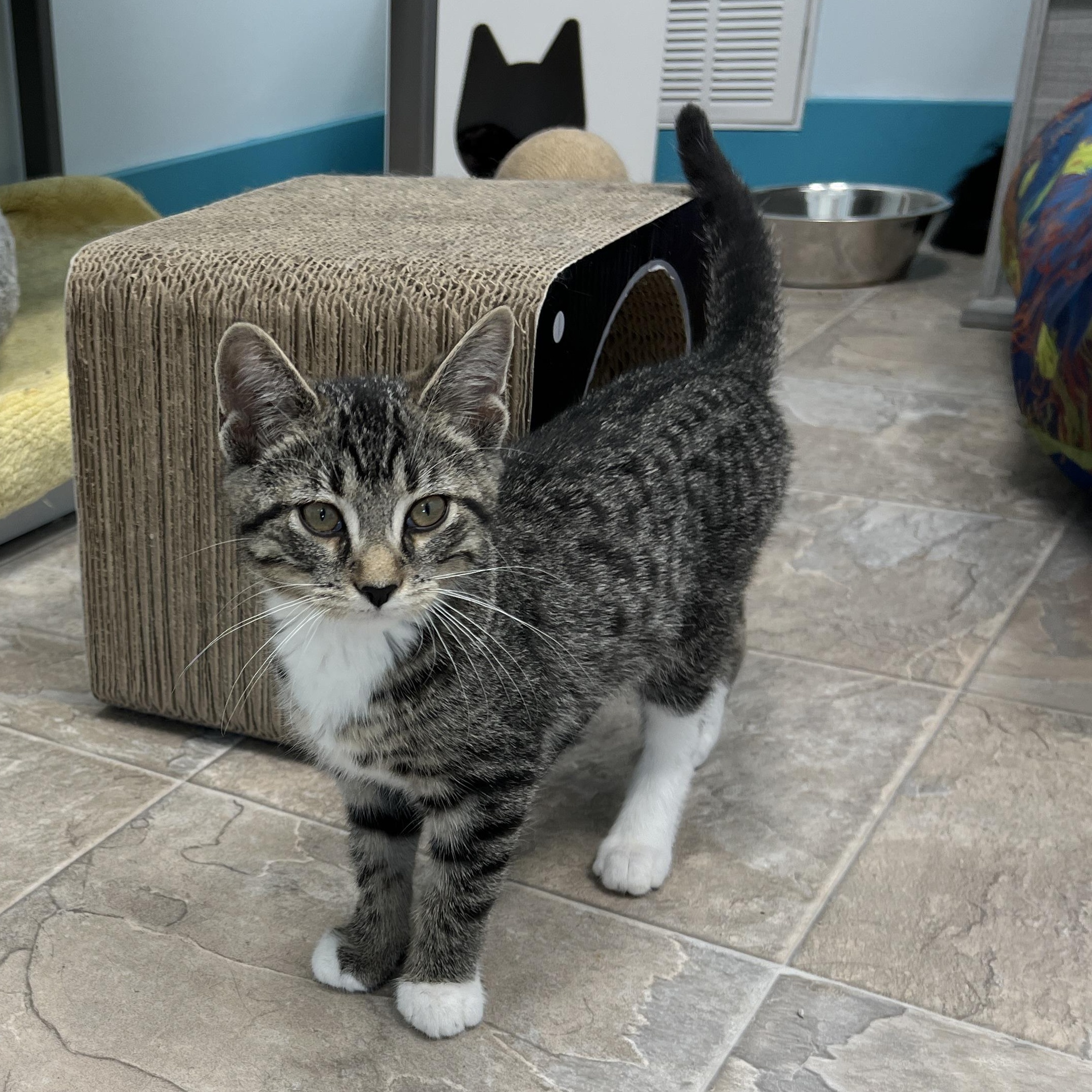 Fred - ADOPTION PENDING, adopted, Kitten Male Tabby.