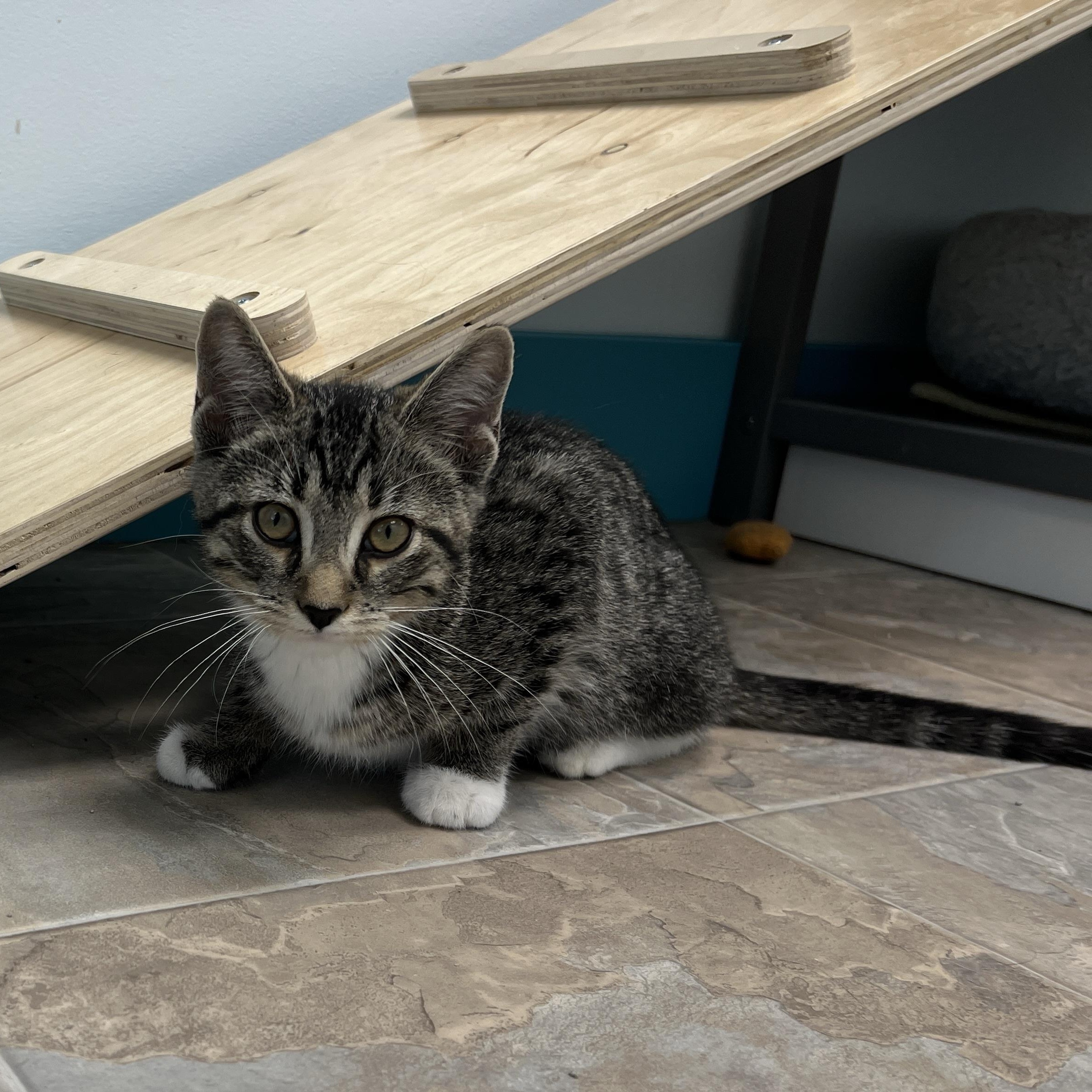 Fred - ADOPTION PENDING, an adopted Tabby in Grand Rapids, MI image 6/6