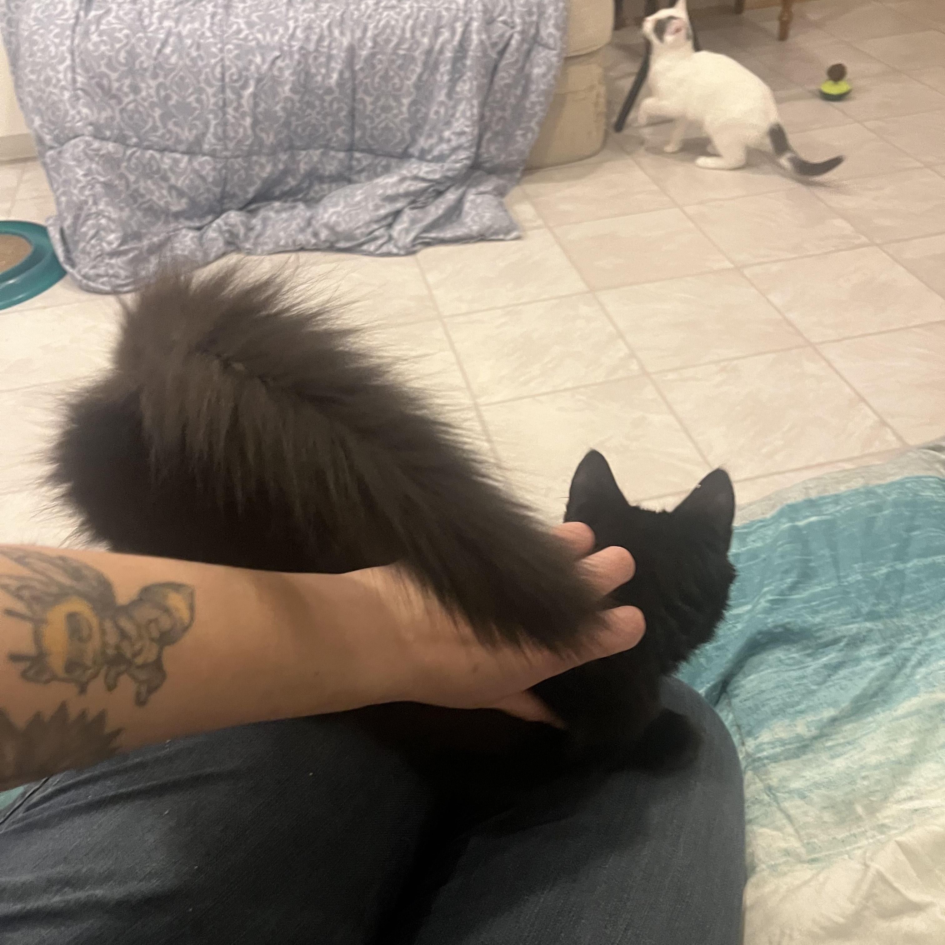 Malva, a Adopted Domestic Medium Hair in Vernon, VT image 1/3