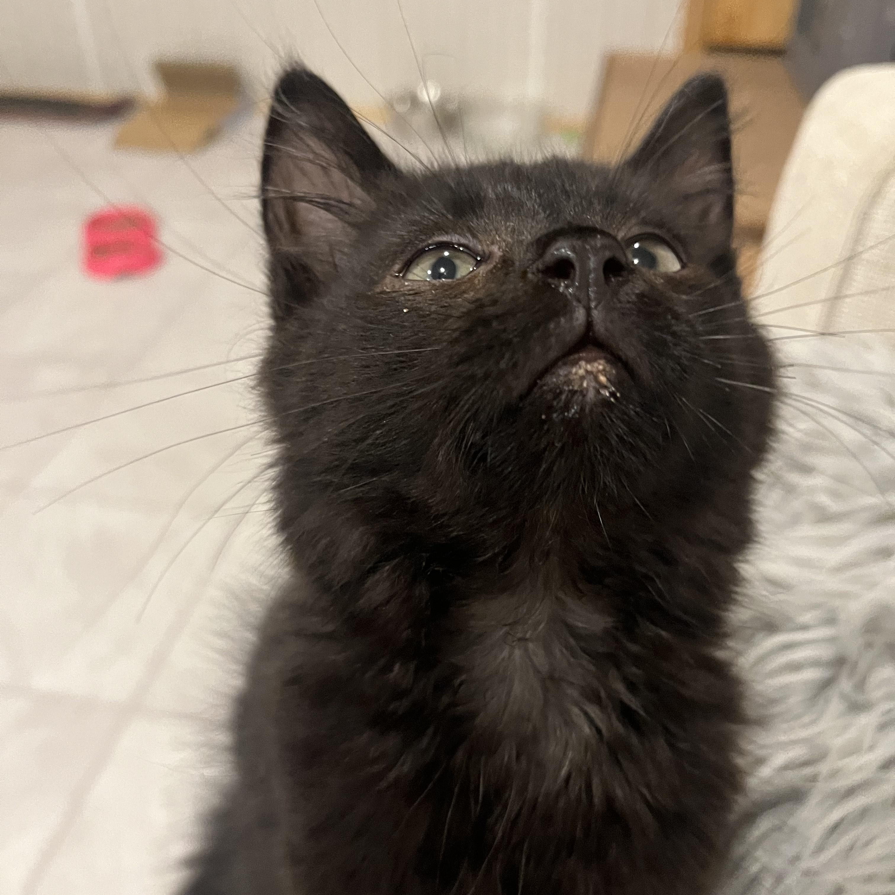 Malva, a Adopted Domestic Medium Hair in Vernon, VT image 2/3