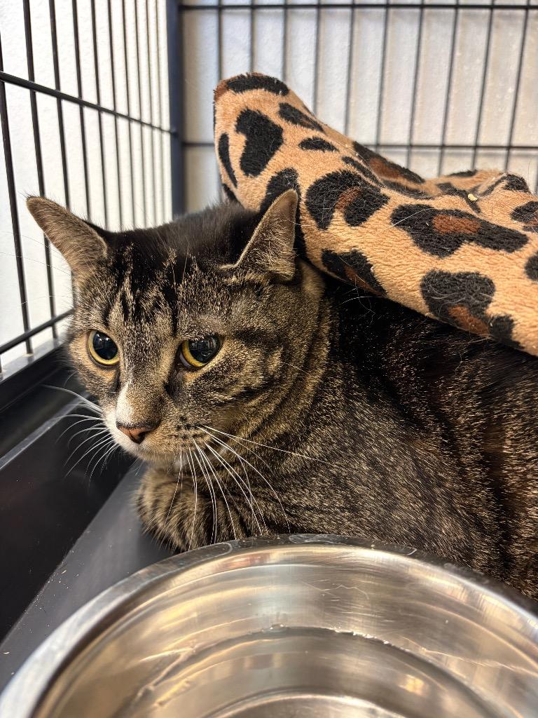 Sariah, Adoptable, Adult Female Domestic Short Hair.