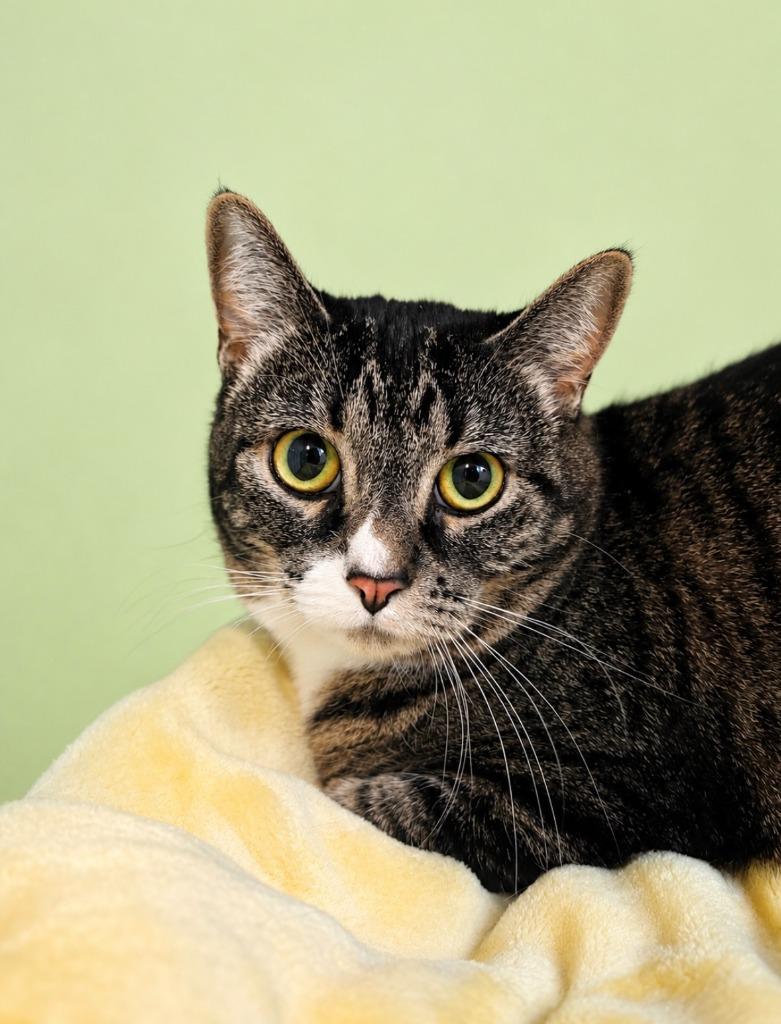 Enlarge Sariah, a Adoptable mixed breed in Rock Springs, WY image 2/2