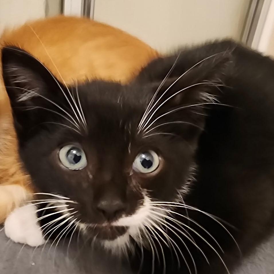 Opie (Adopt with a sibling), Adoptable, Kitten Male Domestic Short Hair & Domestic Short Hair.