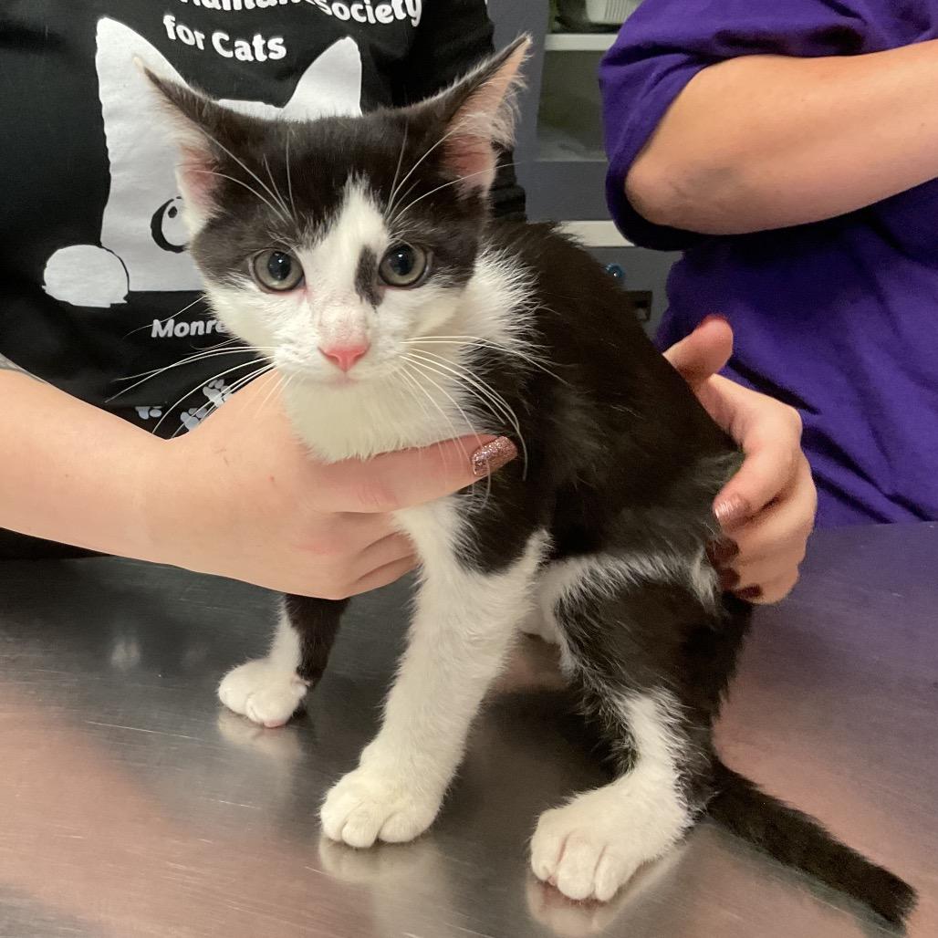 Enlarge Beauregard, a Adoptable Domestic Short Hair in Monroe, LA image 1/1