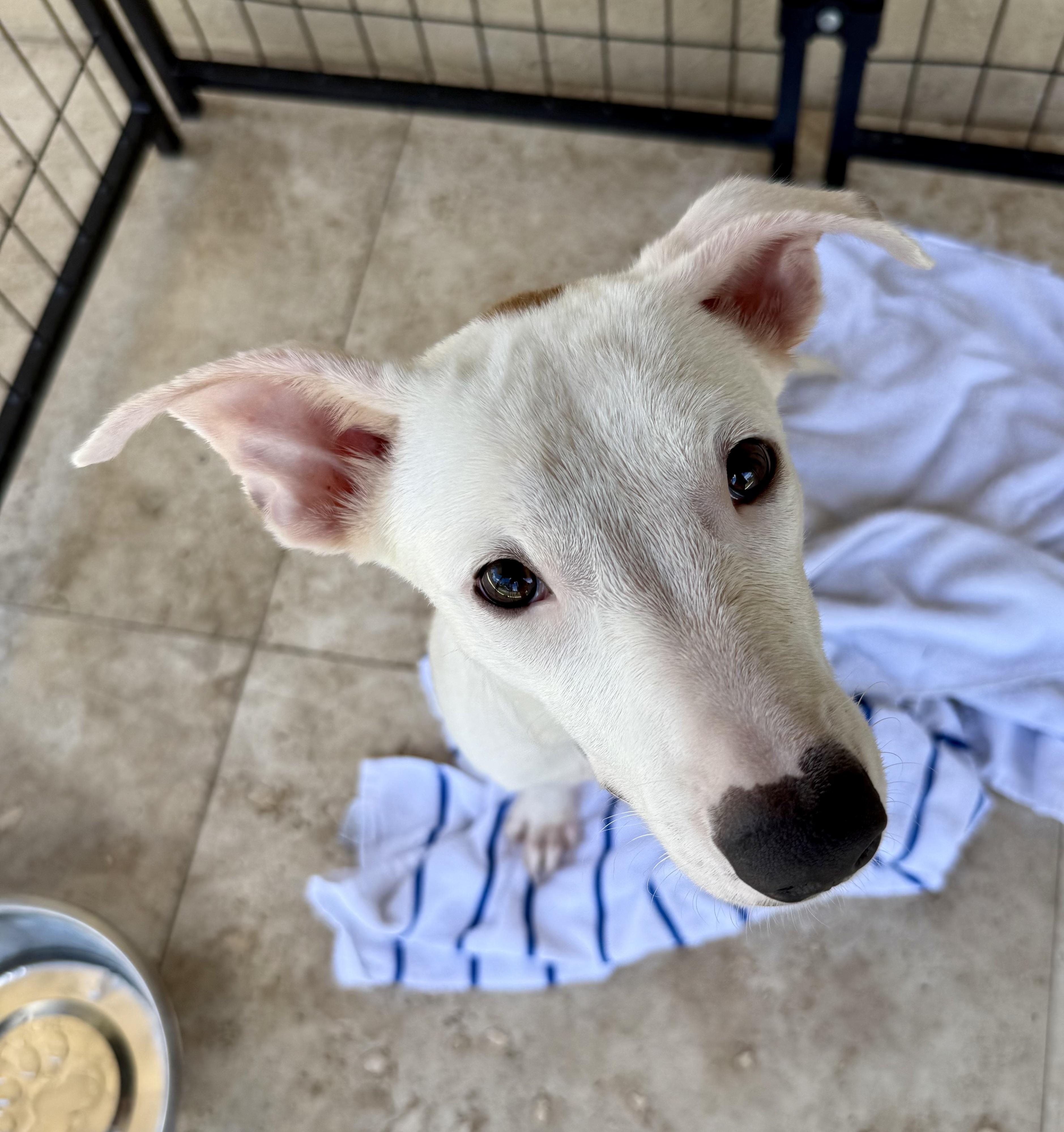 Enlarge TOT Sweet Puppy, a Adoptable Greyhound in Boca Raton, FL image 1/6